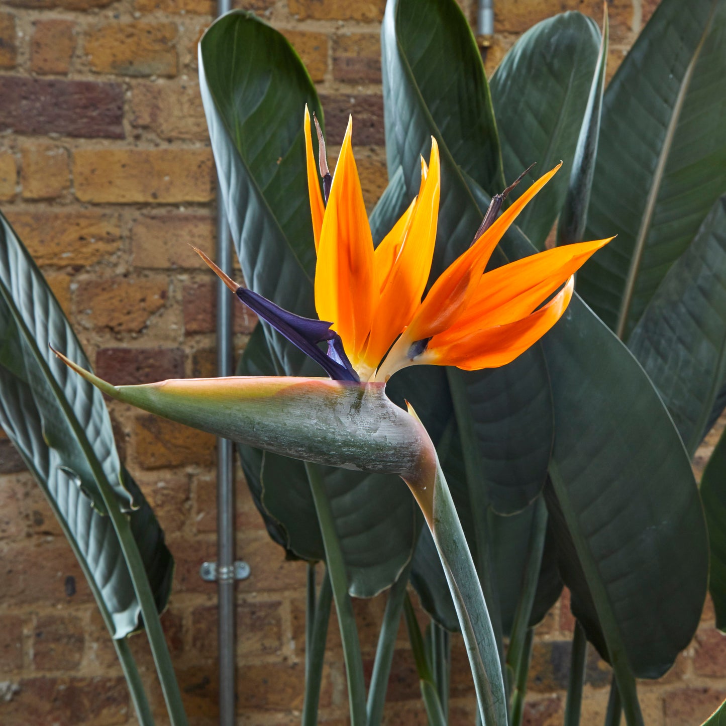Bird of paradise