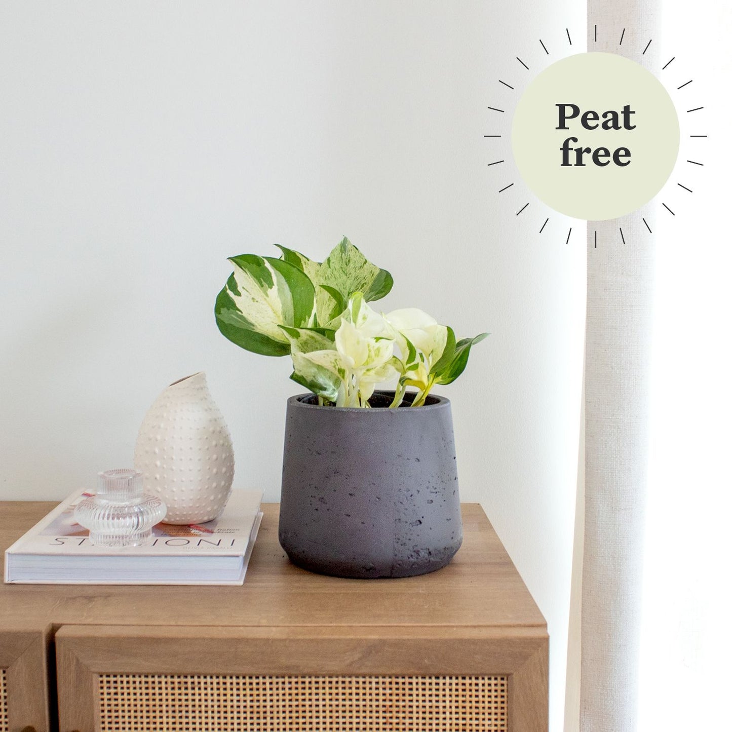 Epipremnum 'happy leaf'