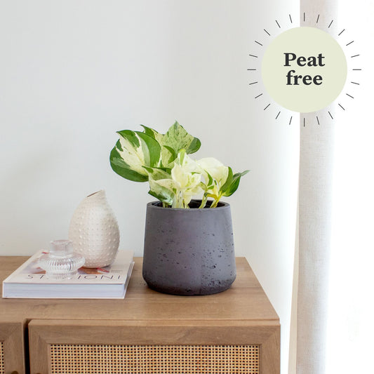 Epipremnum 'happy leaf'