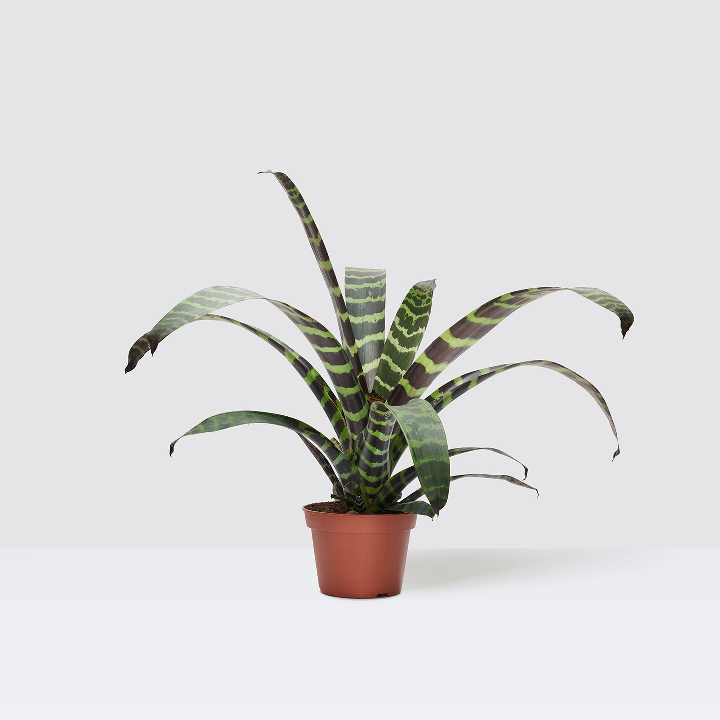 Vriesea Era 'Forrest' | Patch Plants