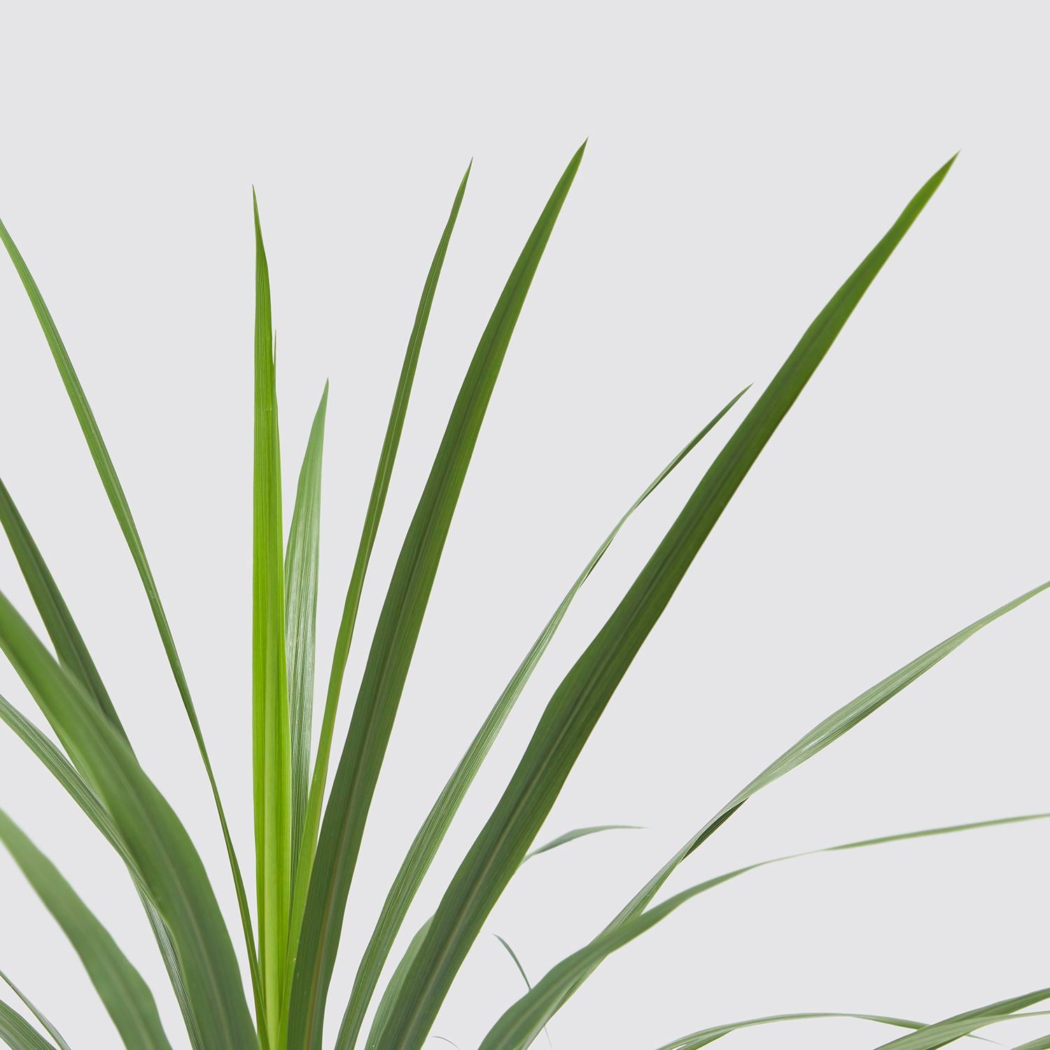 Cordyline green