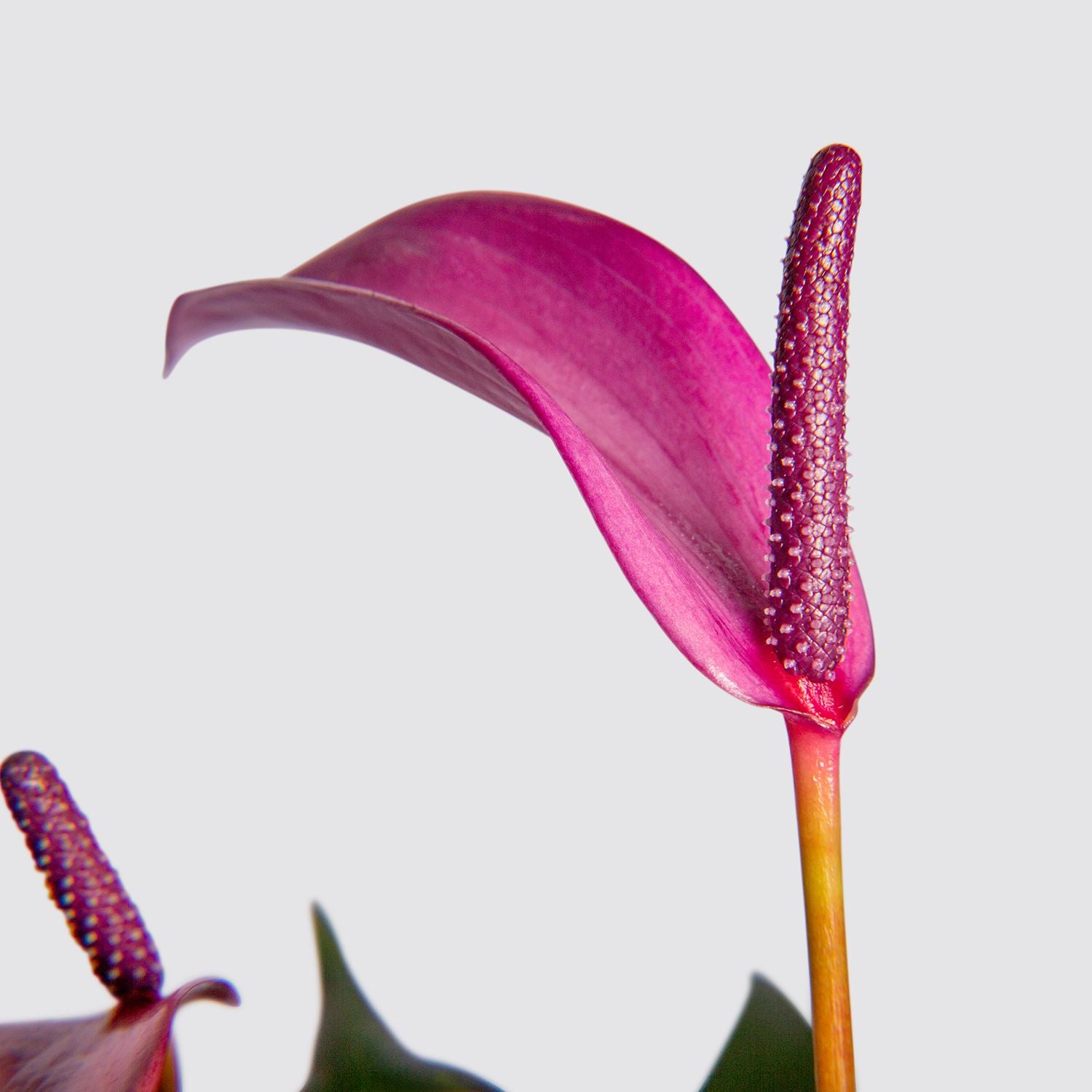 Anthurium ‘Zizou’