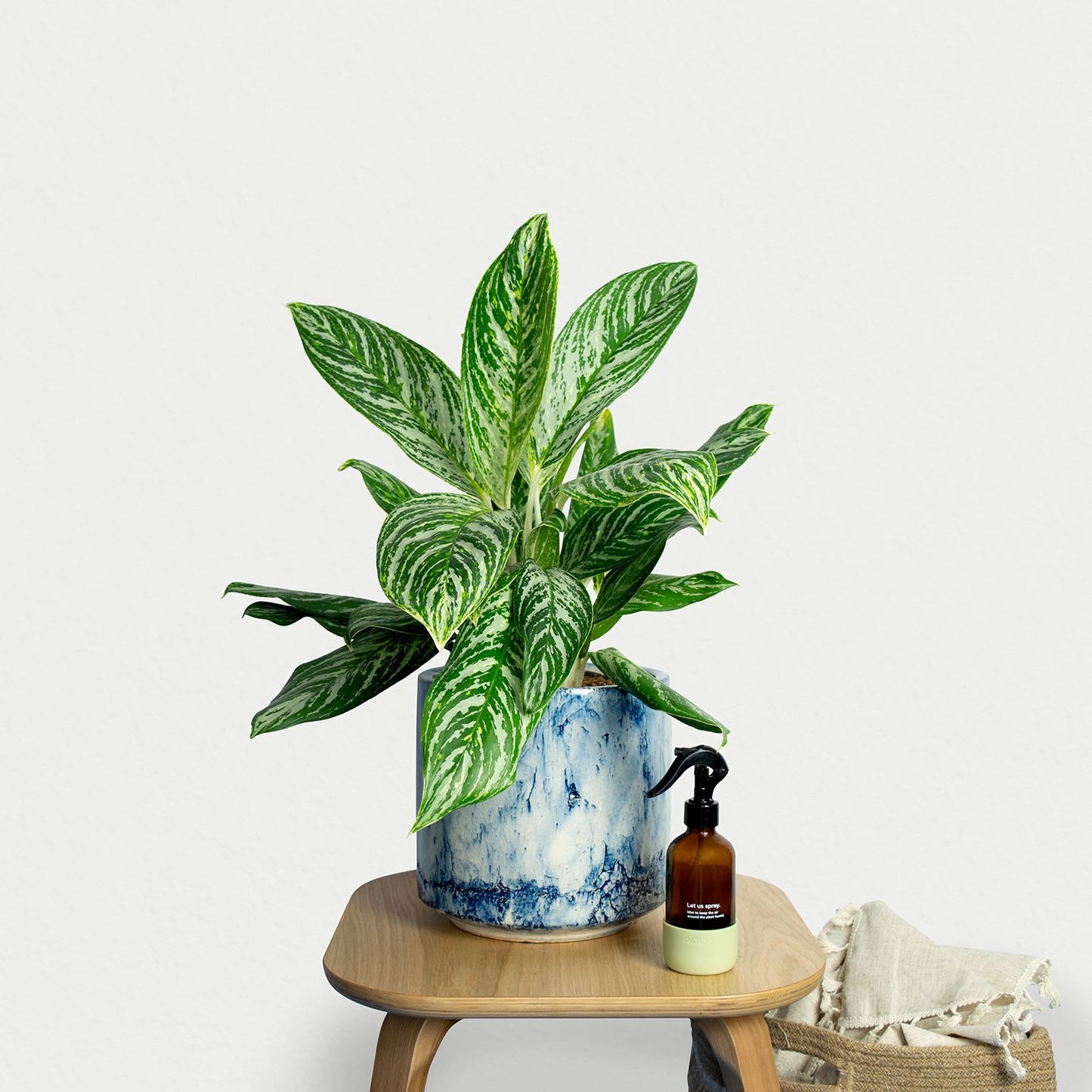 Aglaonema Madonna