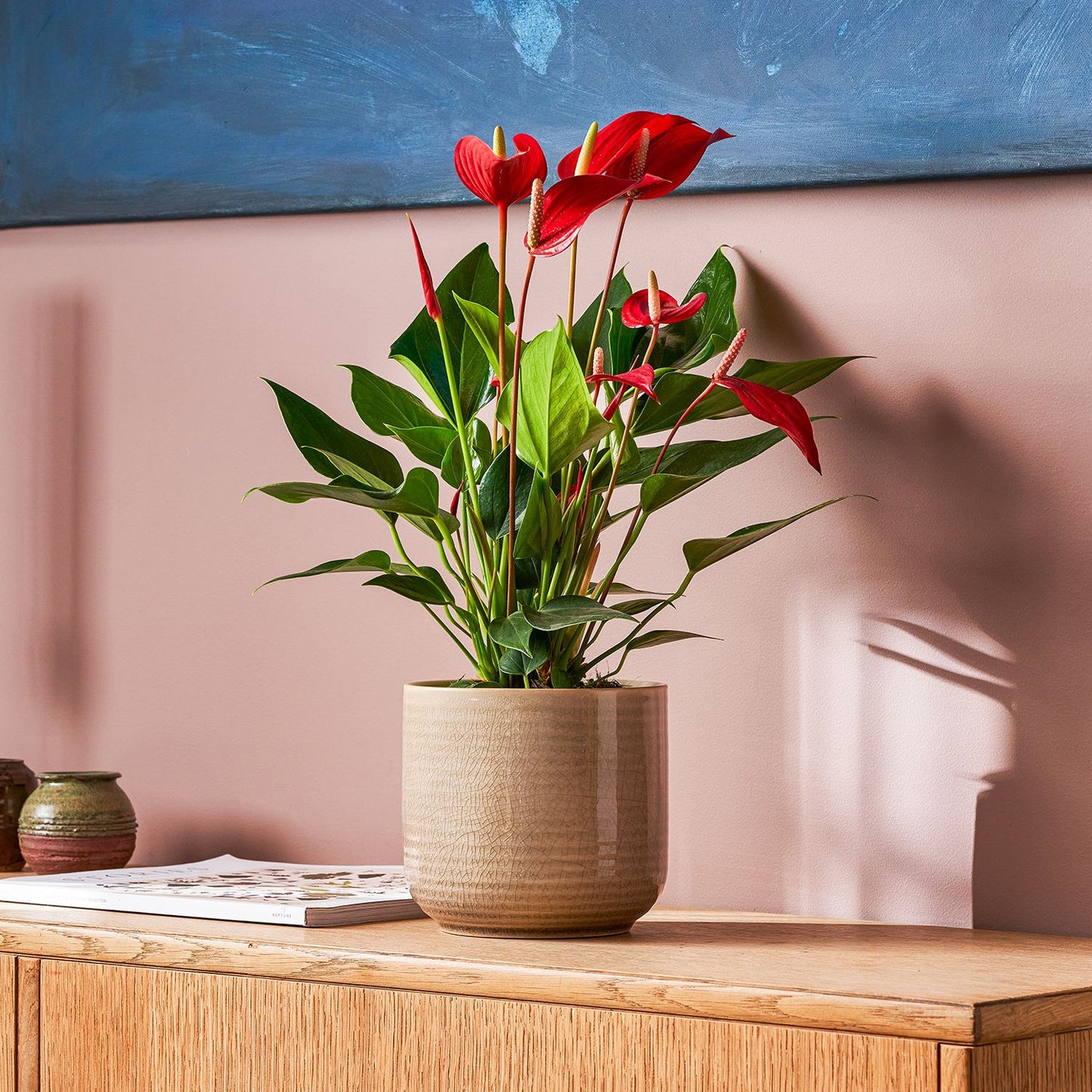 Anthurium 'Mille' Red