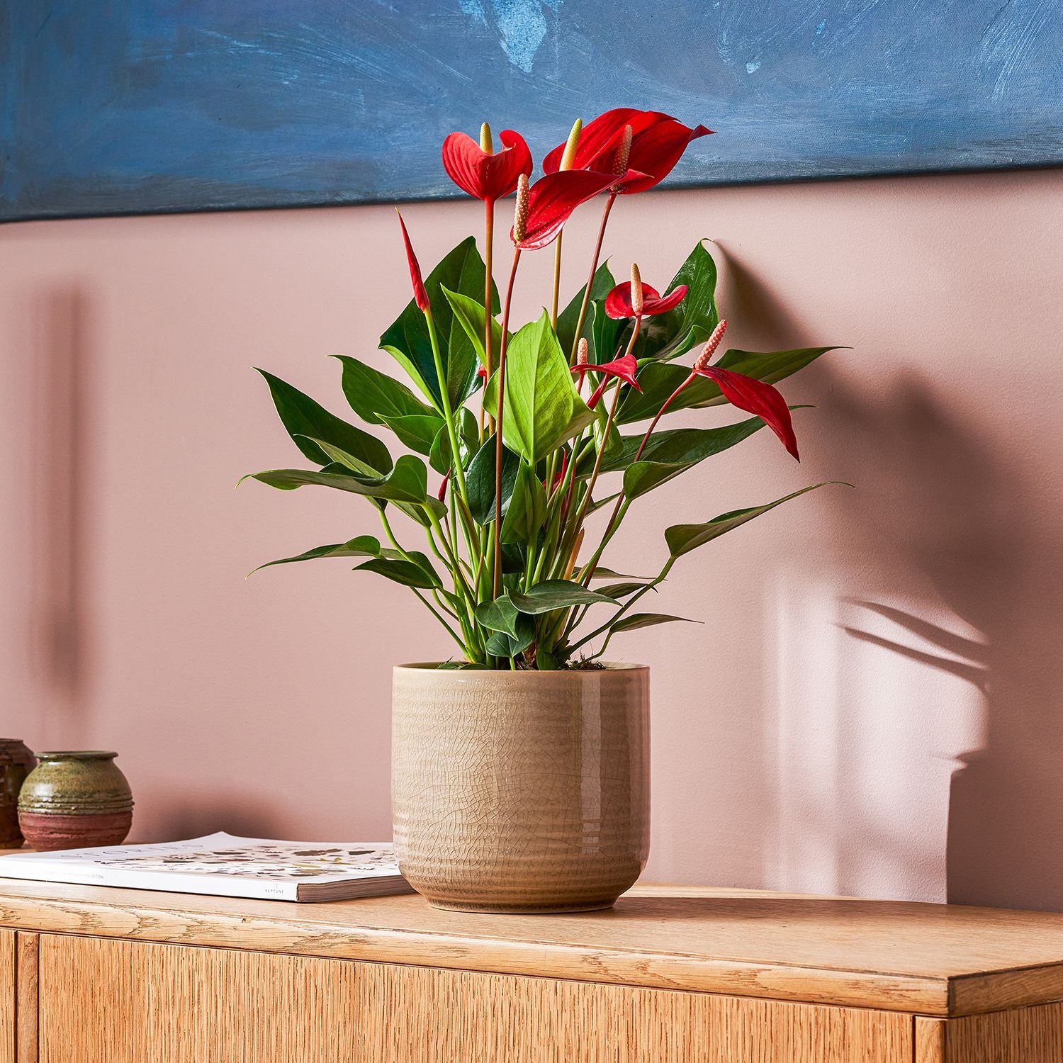 Anthurium 'Mille' Red