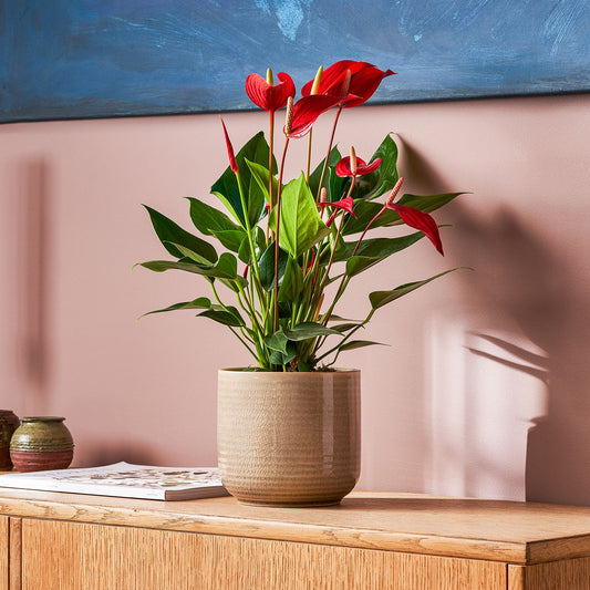 Anthurium 'Mille' Red