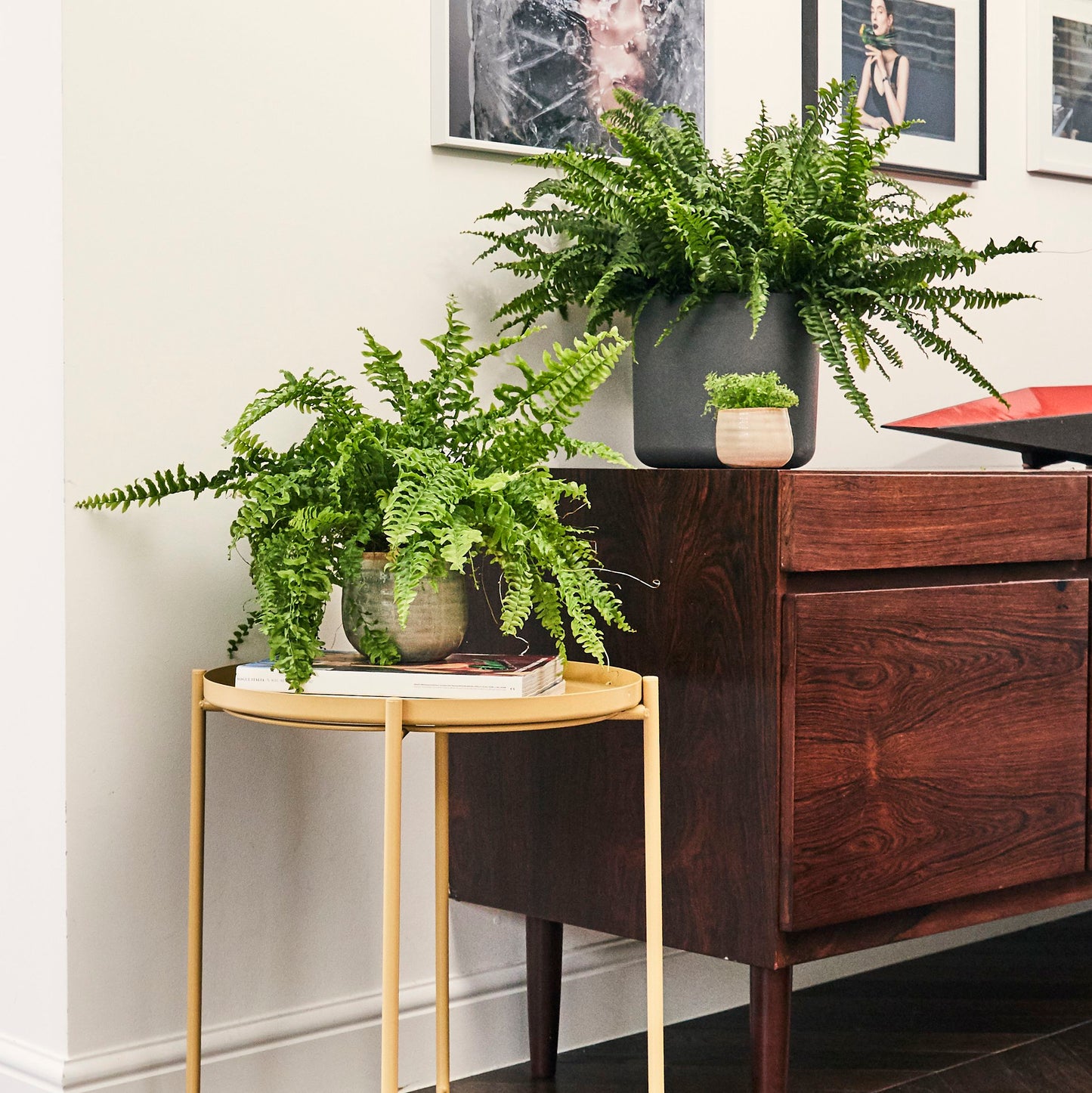 Boston Fern