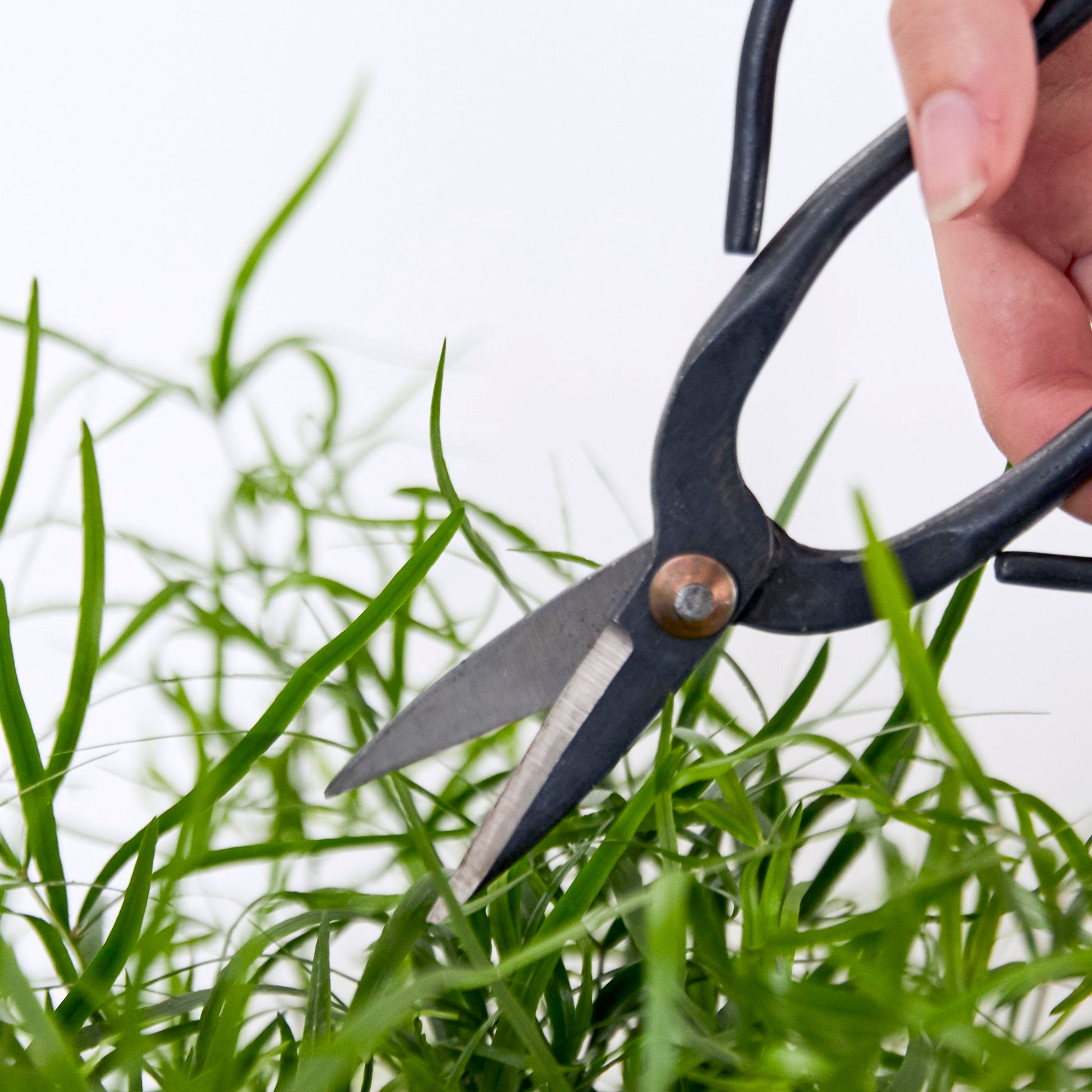Bonsai Shears