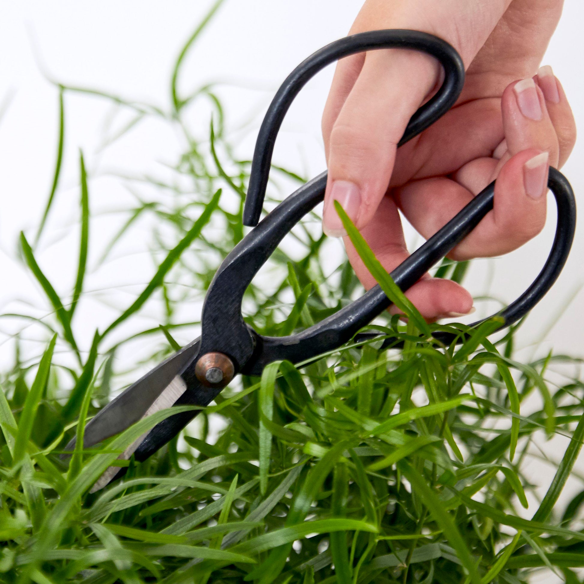 Bonsai Shears
