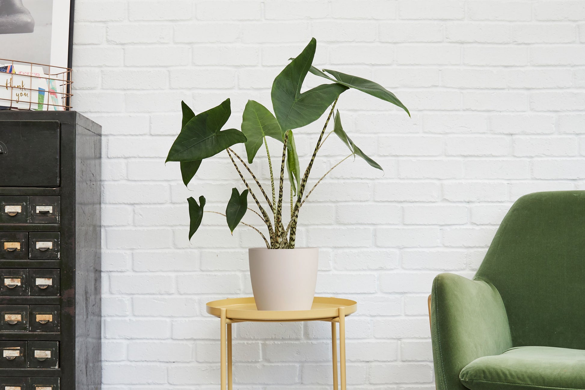 Elephant ear plant