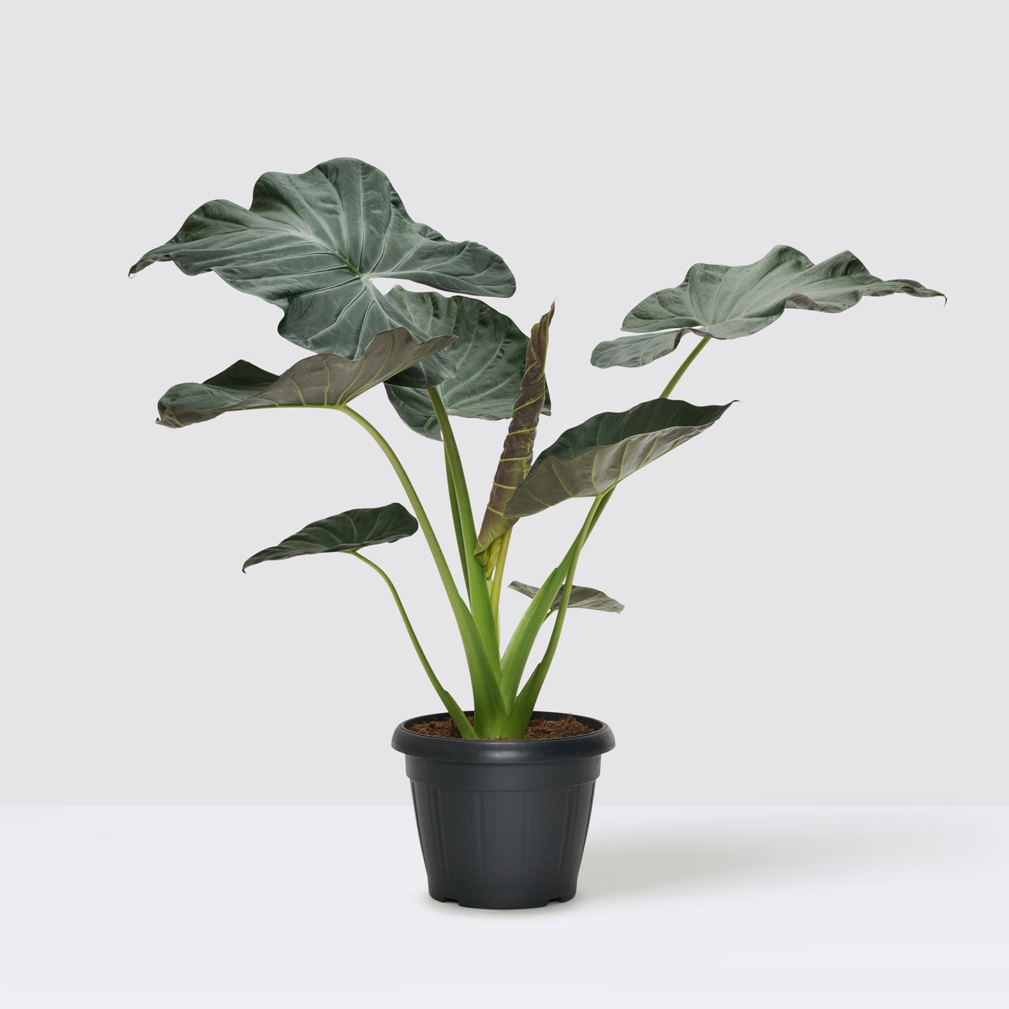 Alocasia 'Regal Shield' | Patch Plants