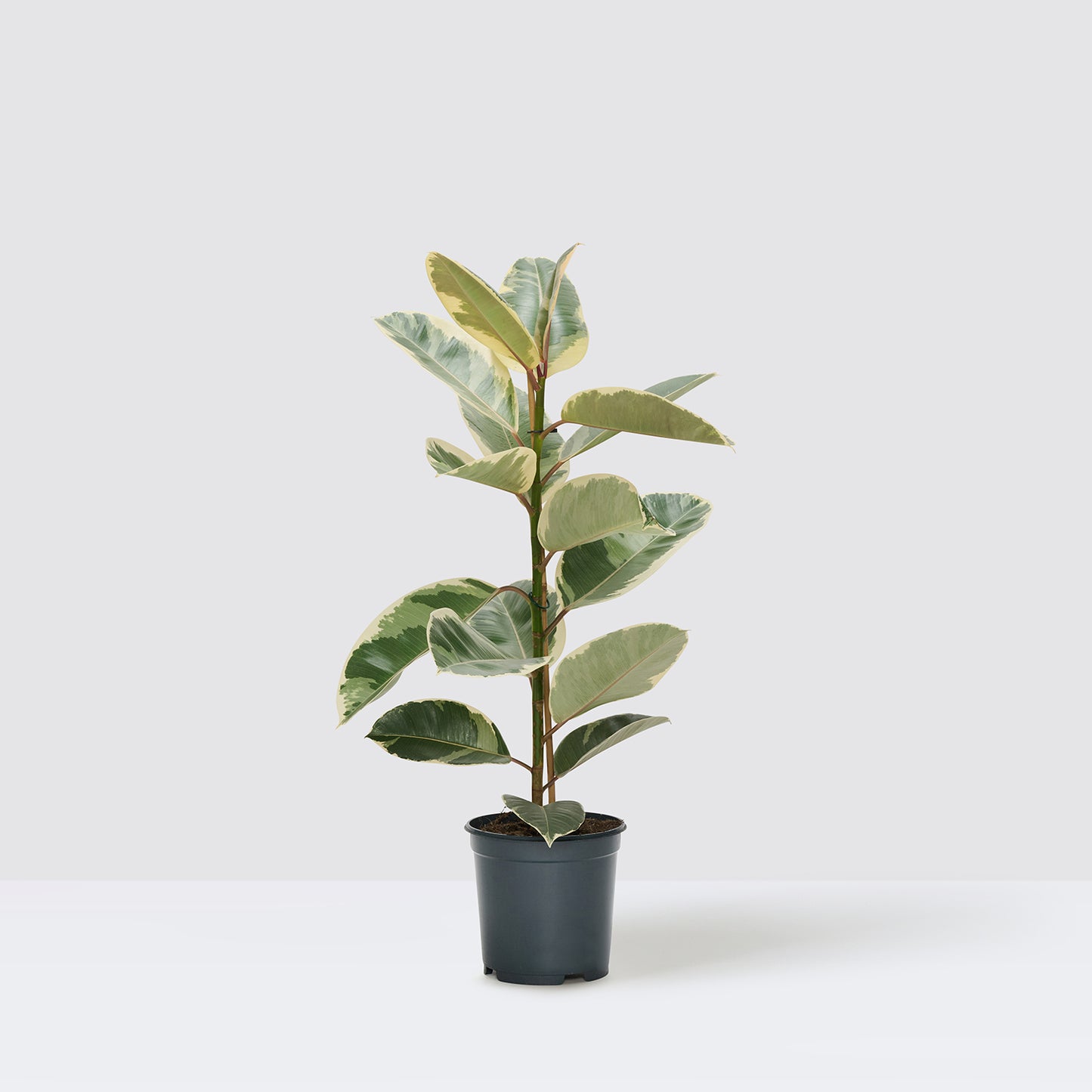 Ficus elastica tineke | Patch Plants