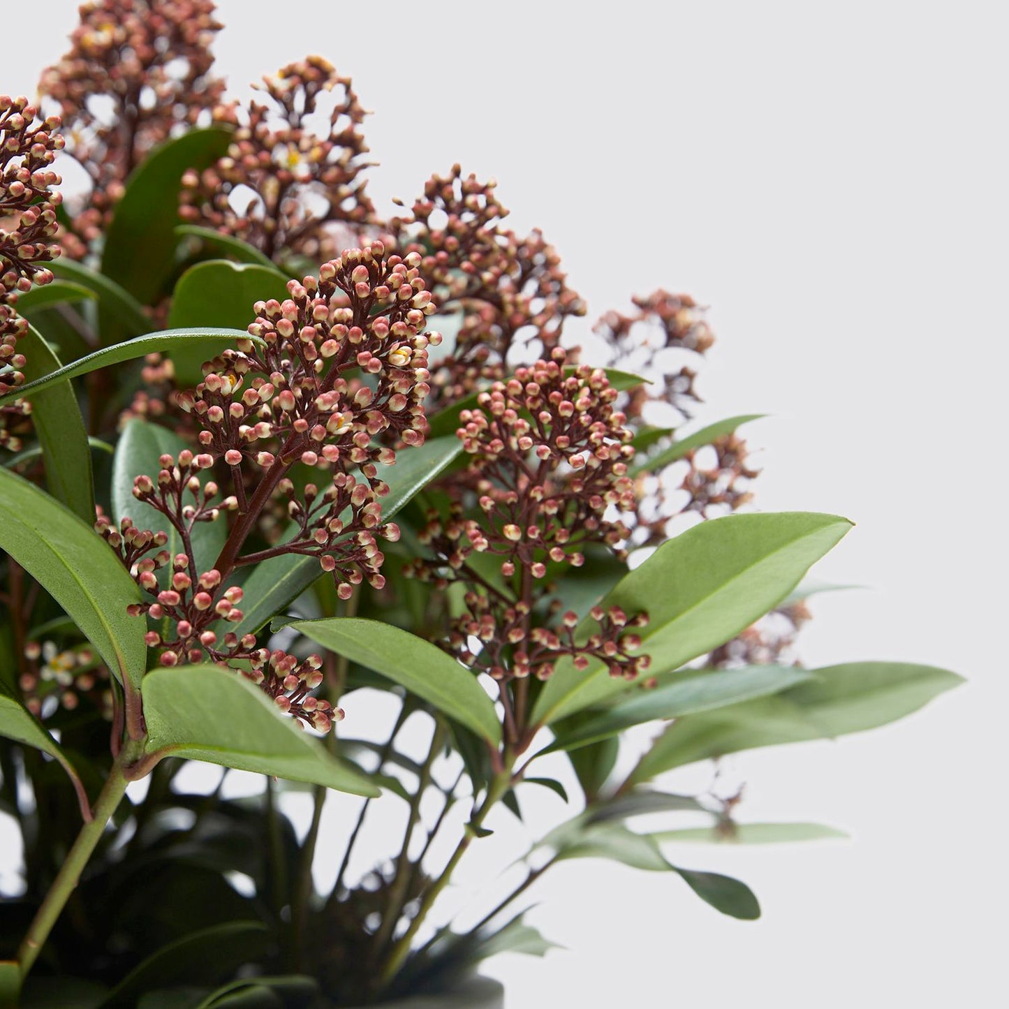 Skimmia japonica - red