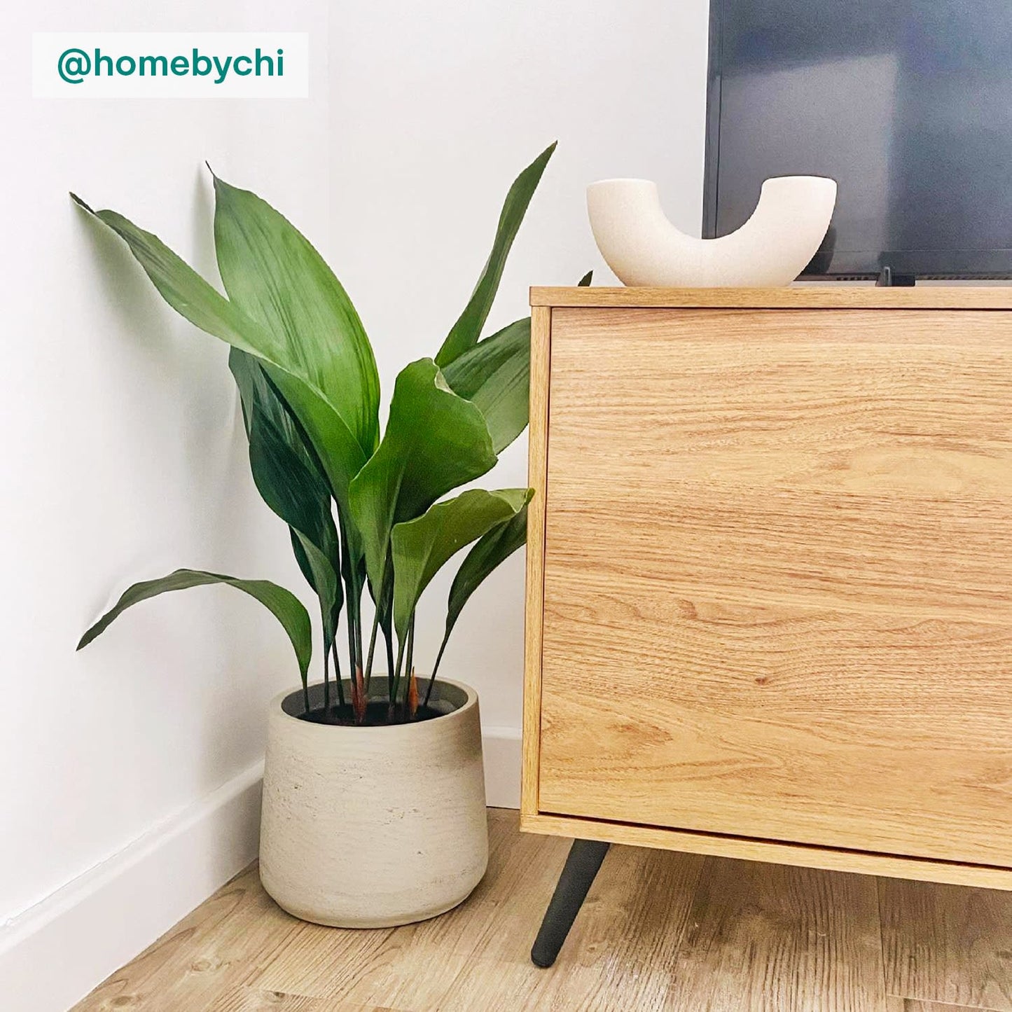 Aspidistra
