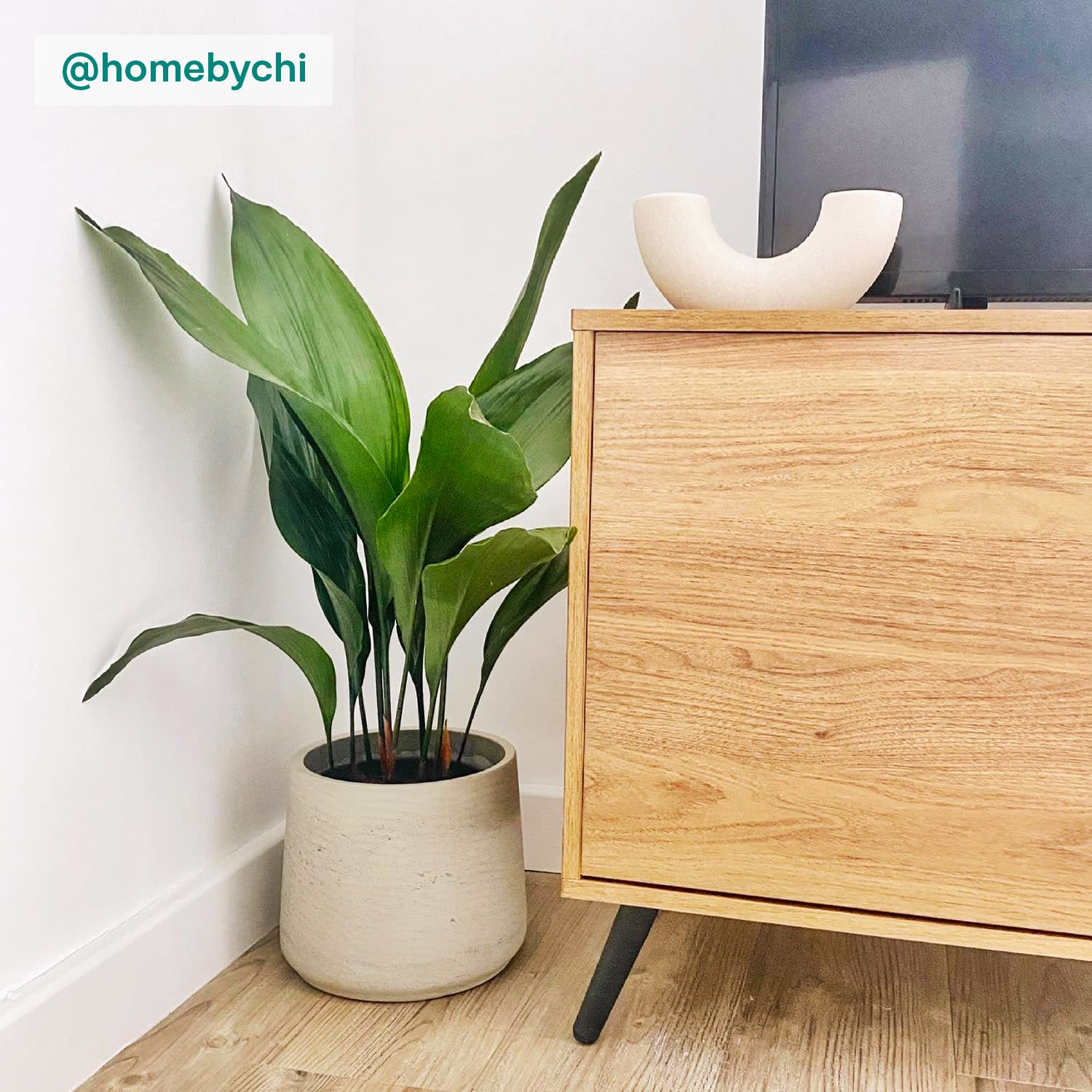 Aspidistra