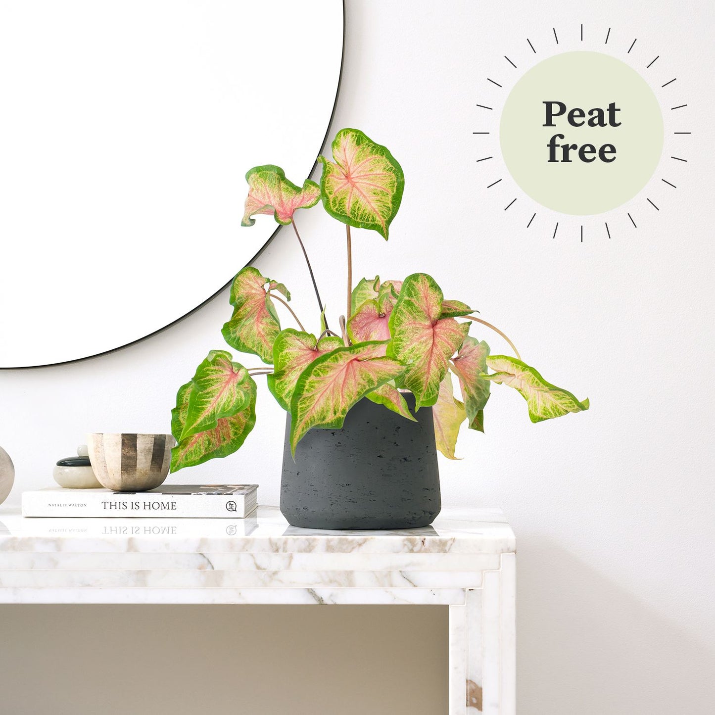 Caladium - Rose