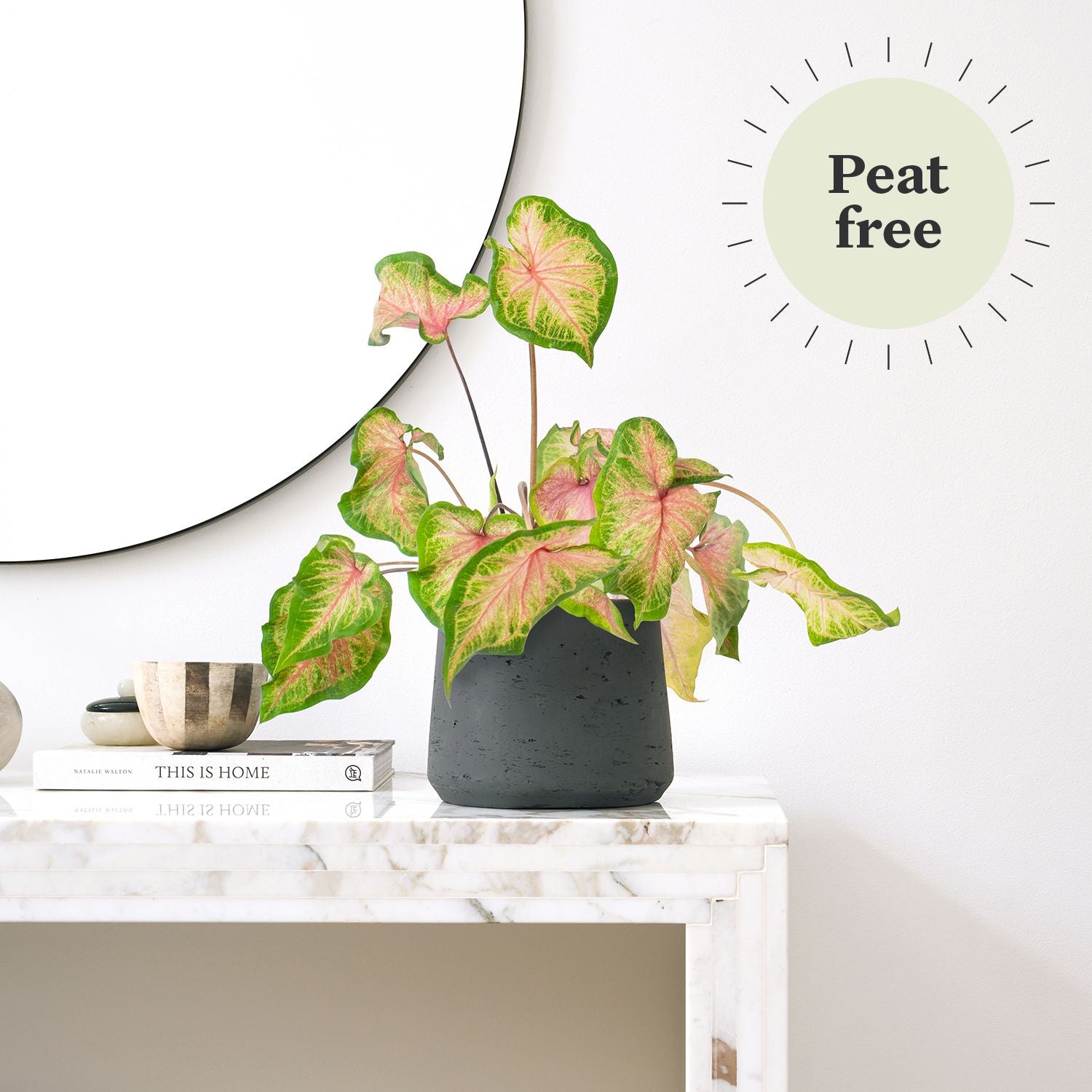 Caladium - Rose