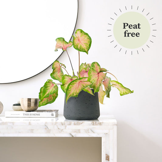 Caladium - Rose
