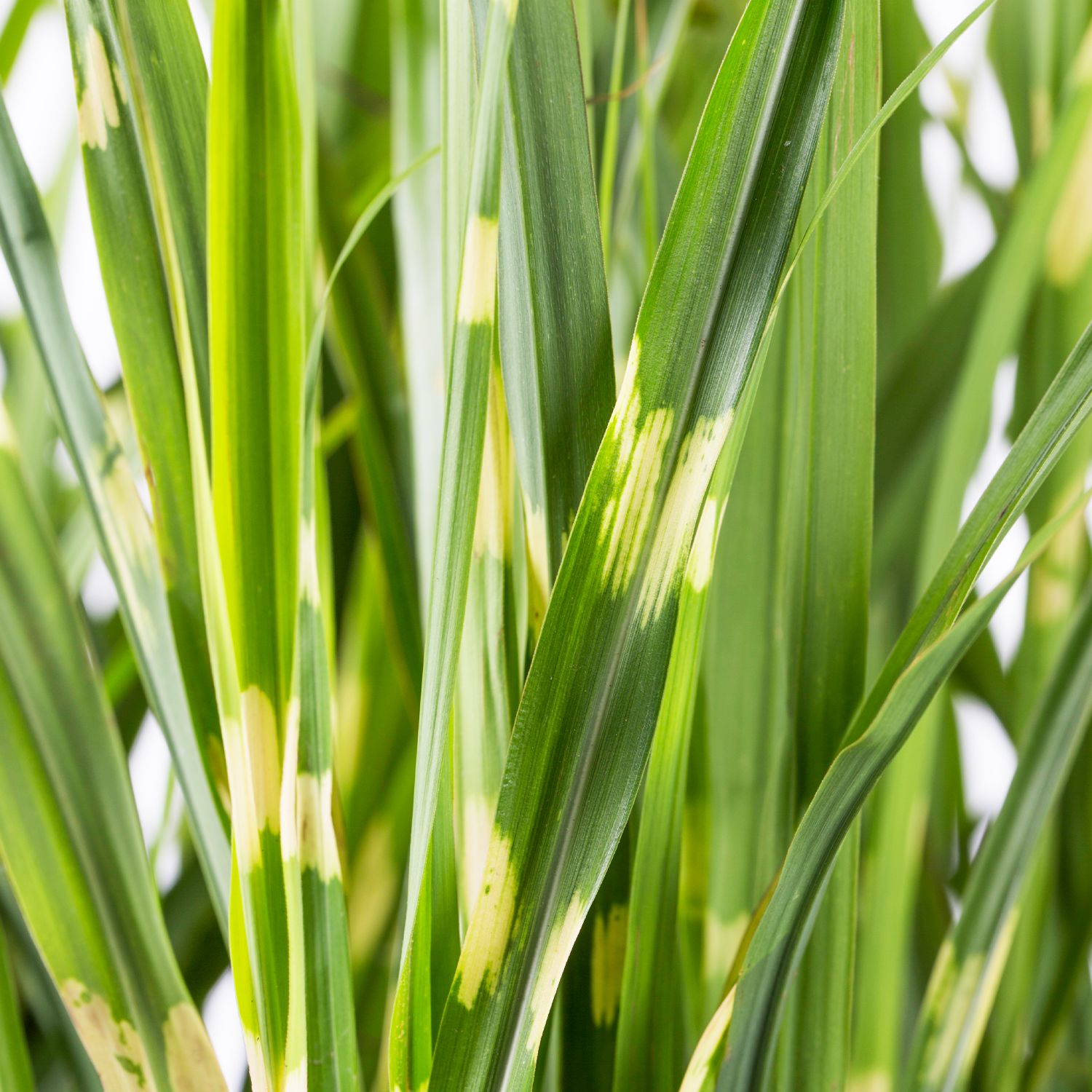 Miscanthus sinensis Strictus