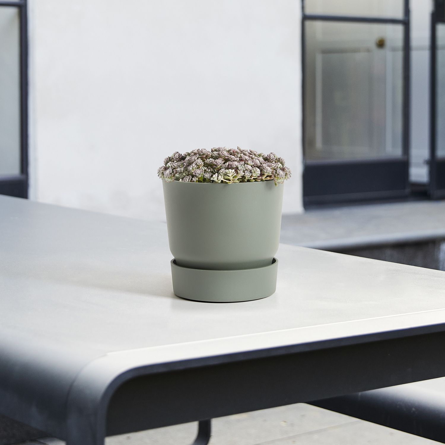 Sedum spathulifolium 'Cape Blanco'