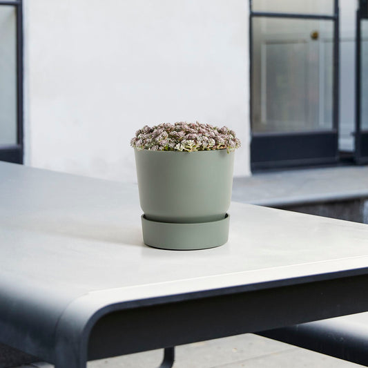 Sedum spathulifolium 'Cape Blanco'