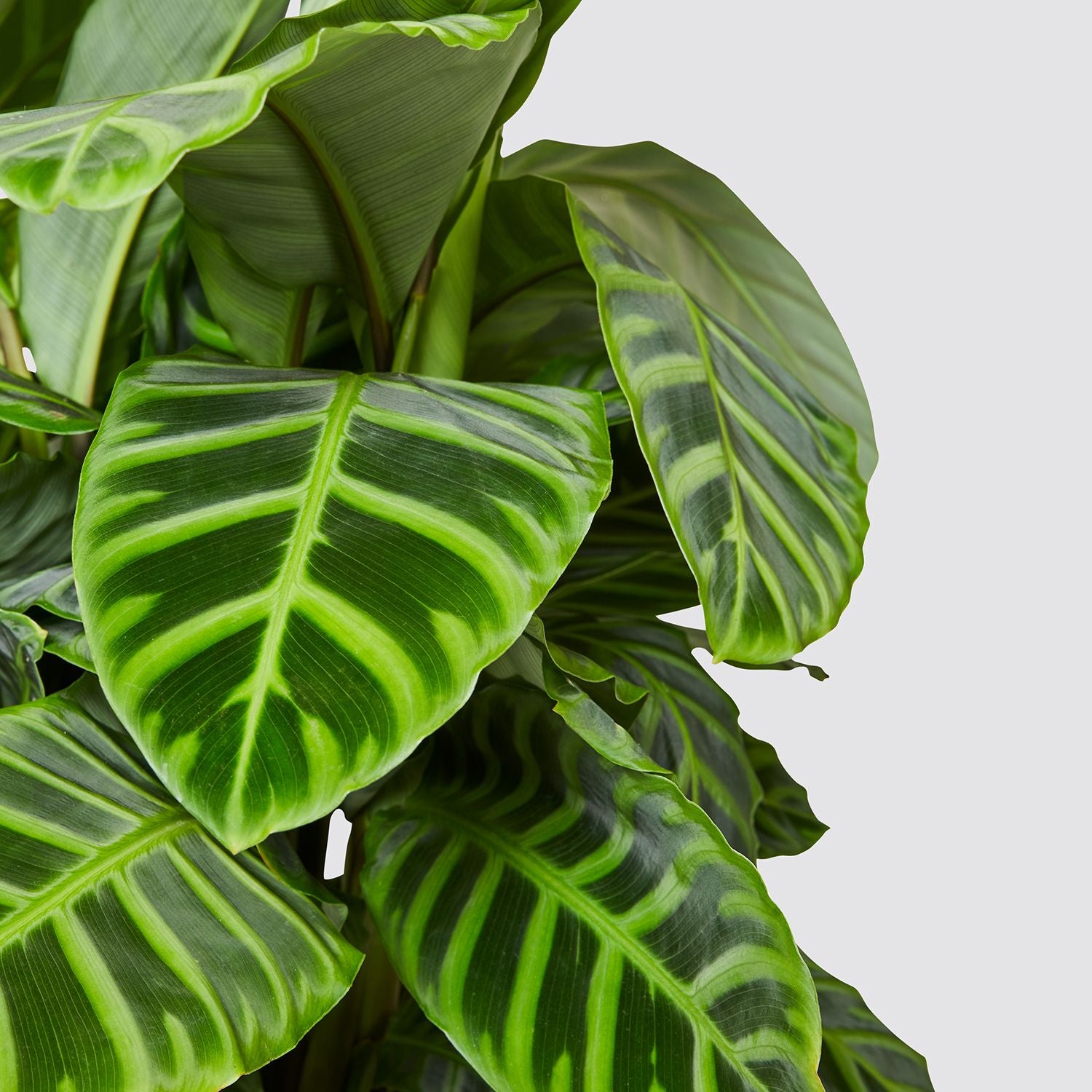 Calathea Zebrina