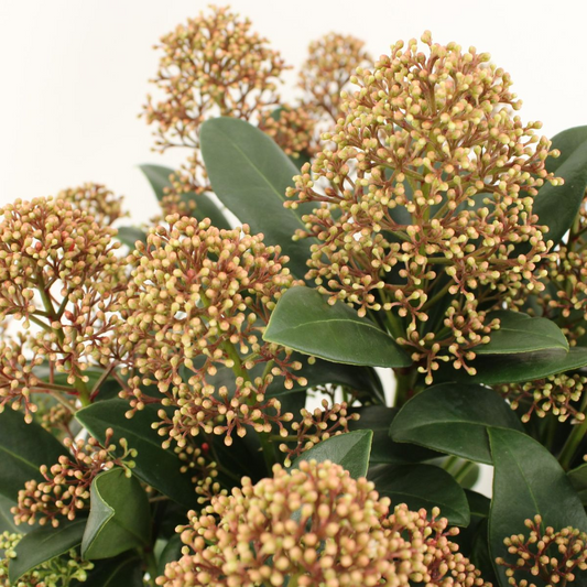 Skimmia japonica - peach