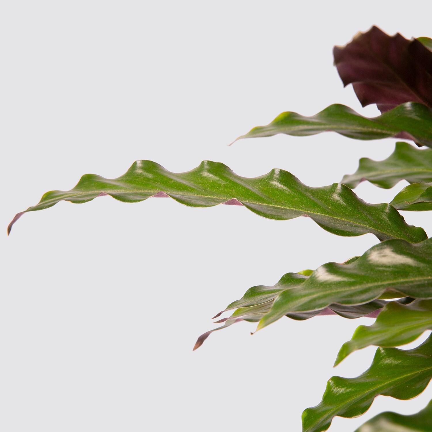 Calathea 'Elgergrass'