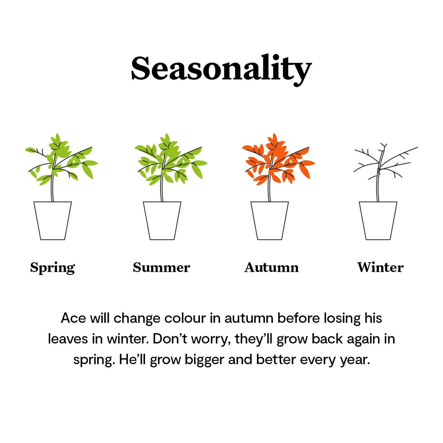 Acer Palmatum - orange dream