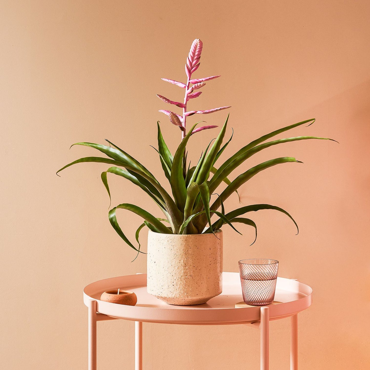 Tillandsia Andreas