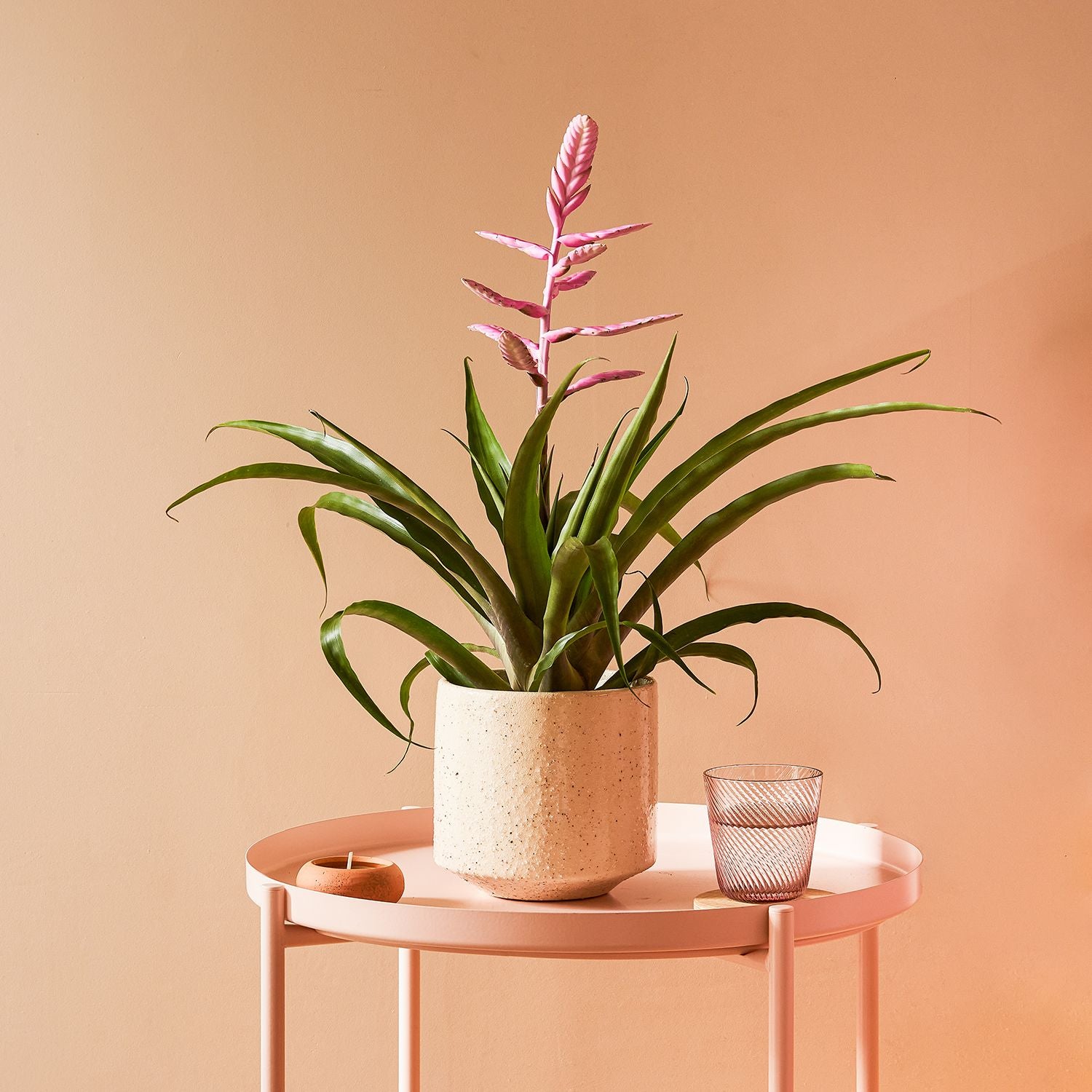 Tillandsia Andreas