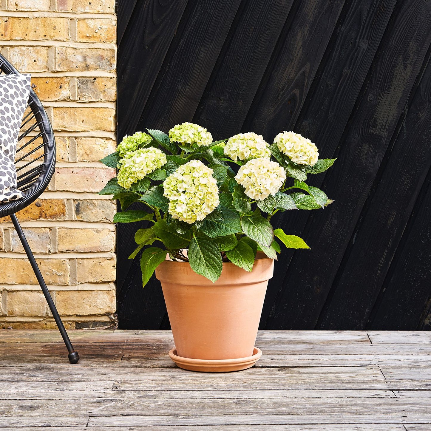 White Hydrangea macrophylla