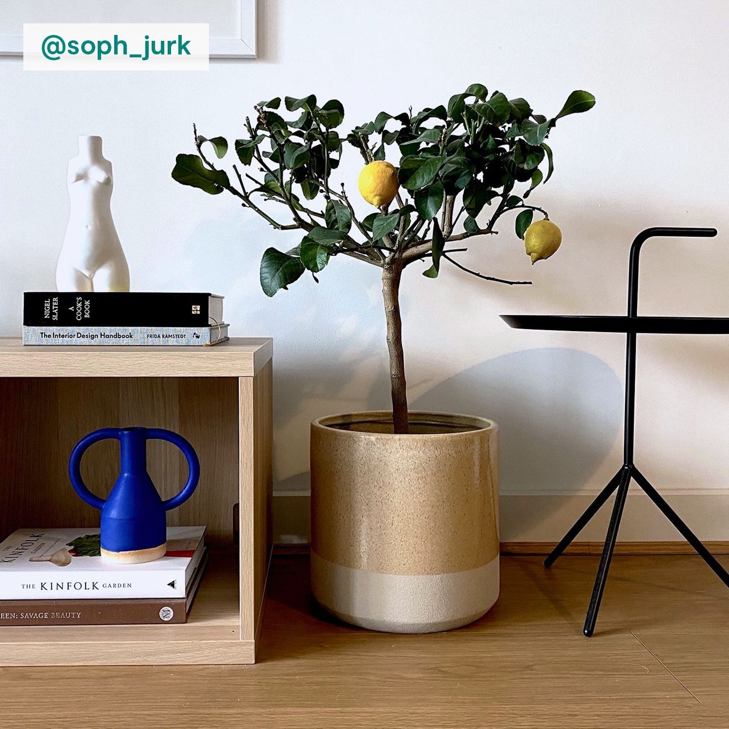 Lemon Tree