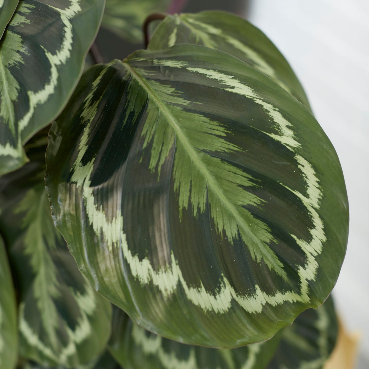 Calathea