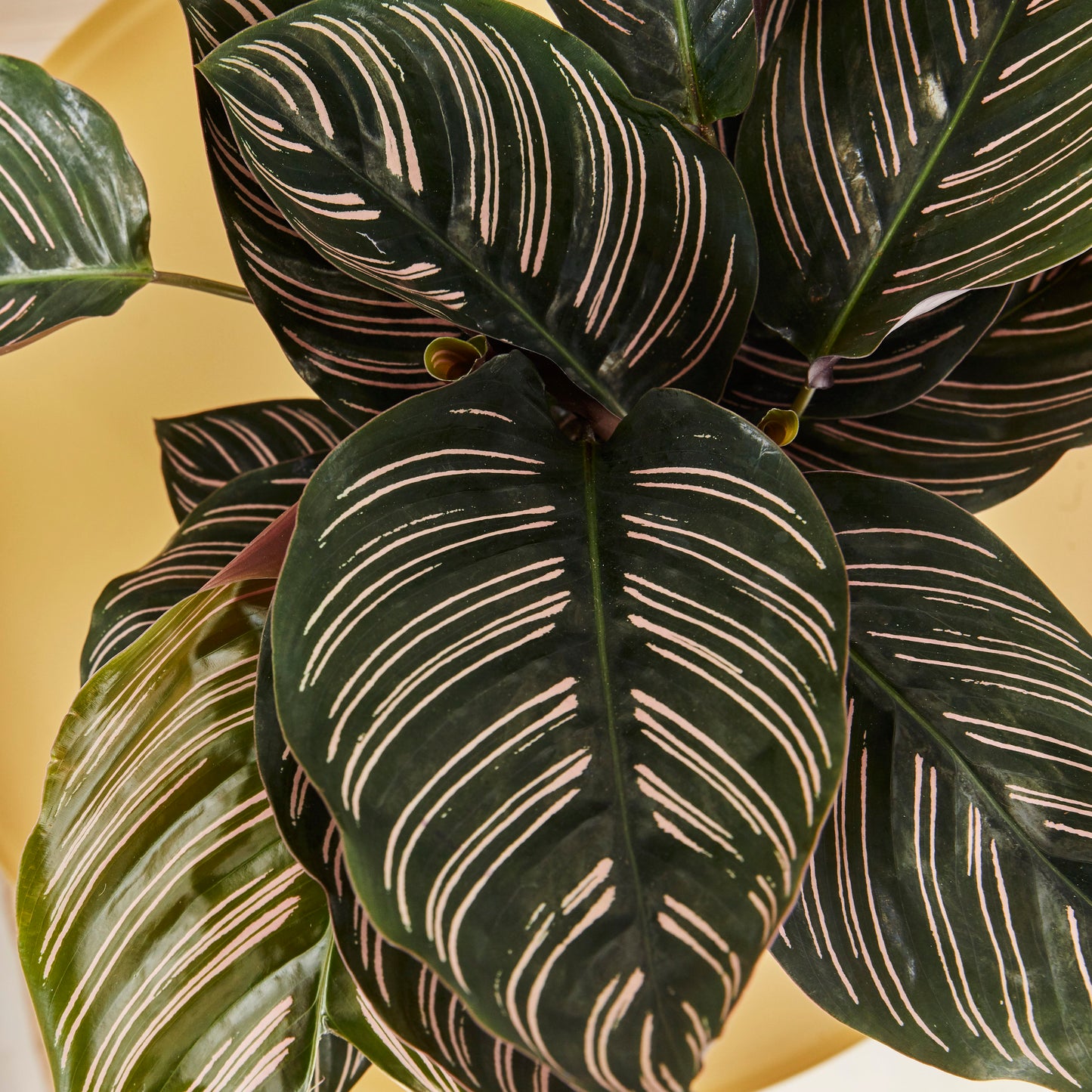 Calathea Sanderiana