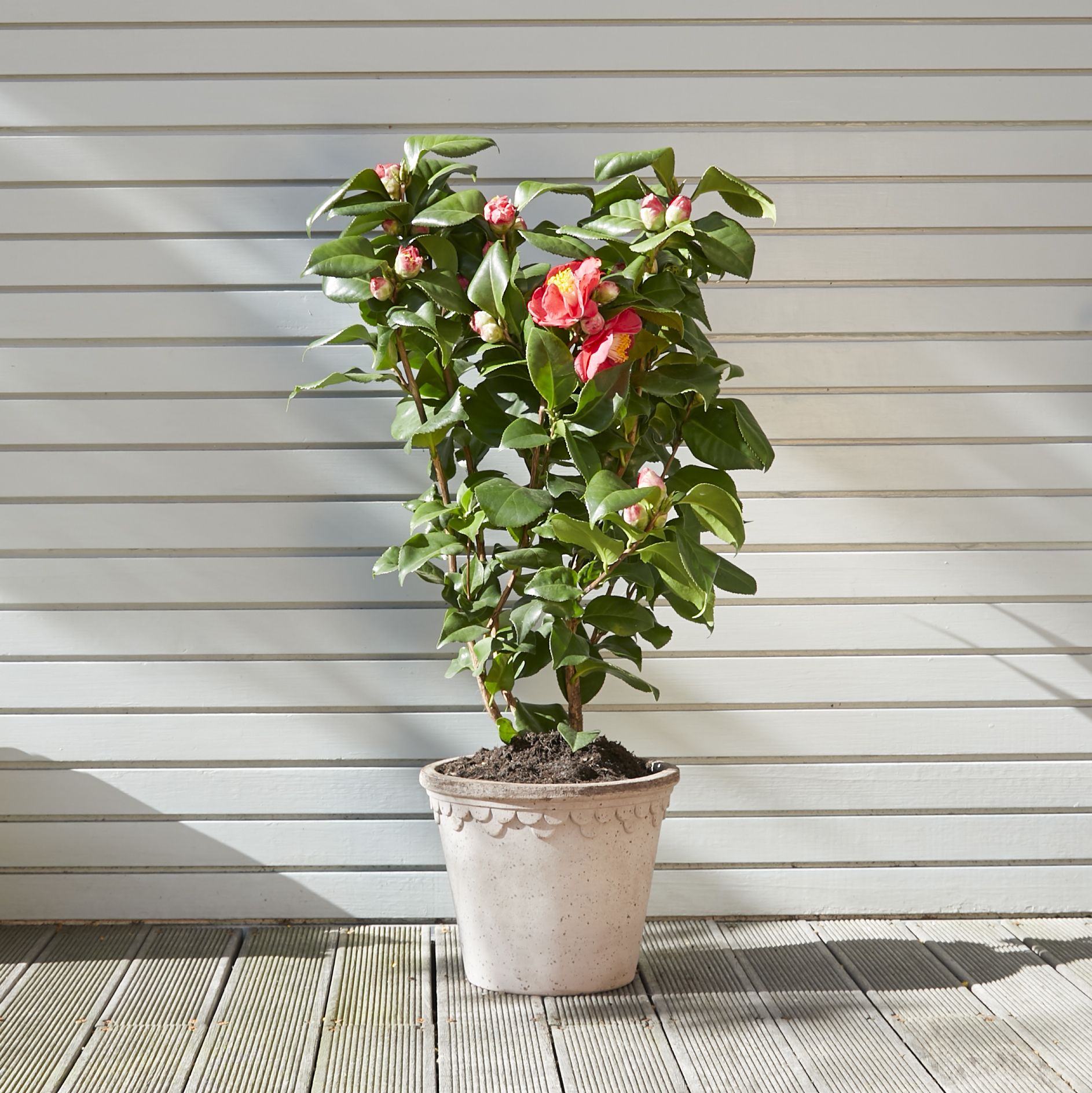Camellia Japonica - pink