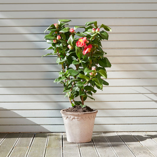 Camellia Japonica - pink