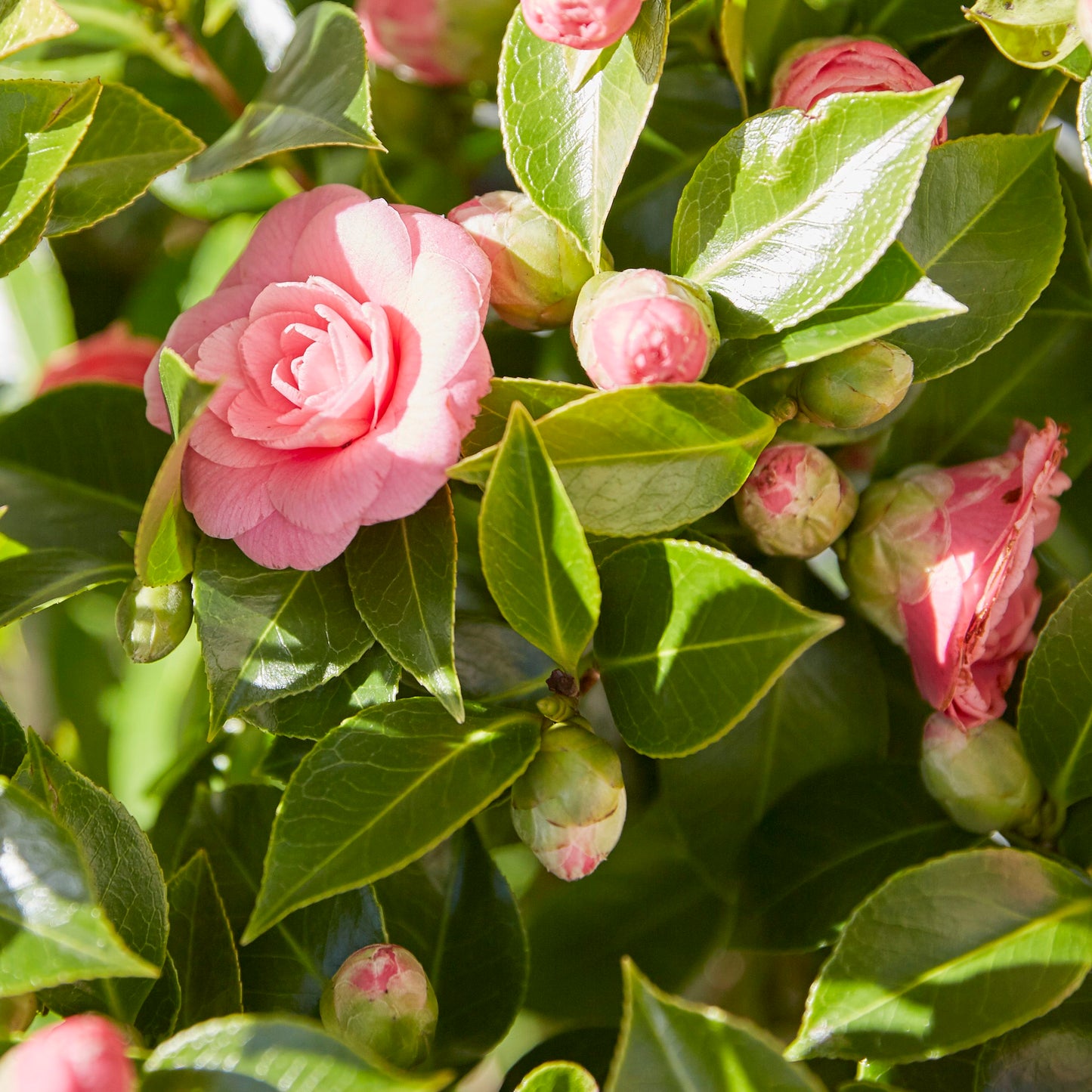 Camellia Japonica - pink