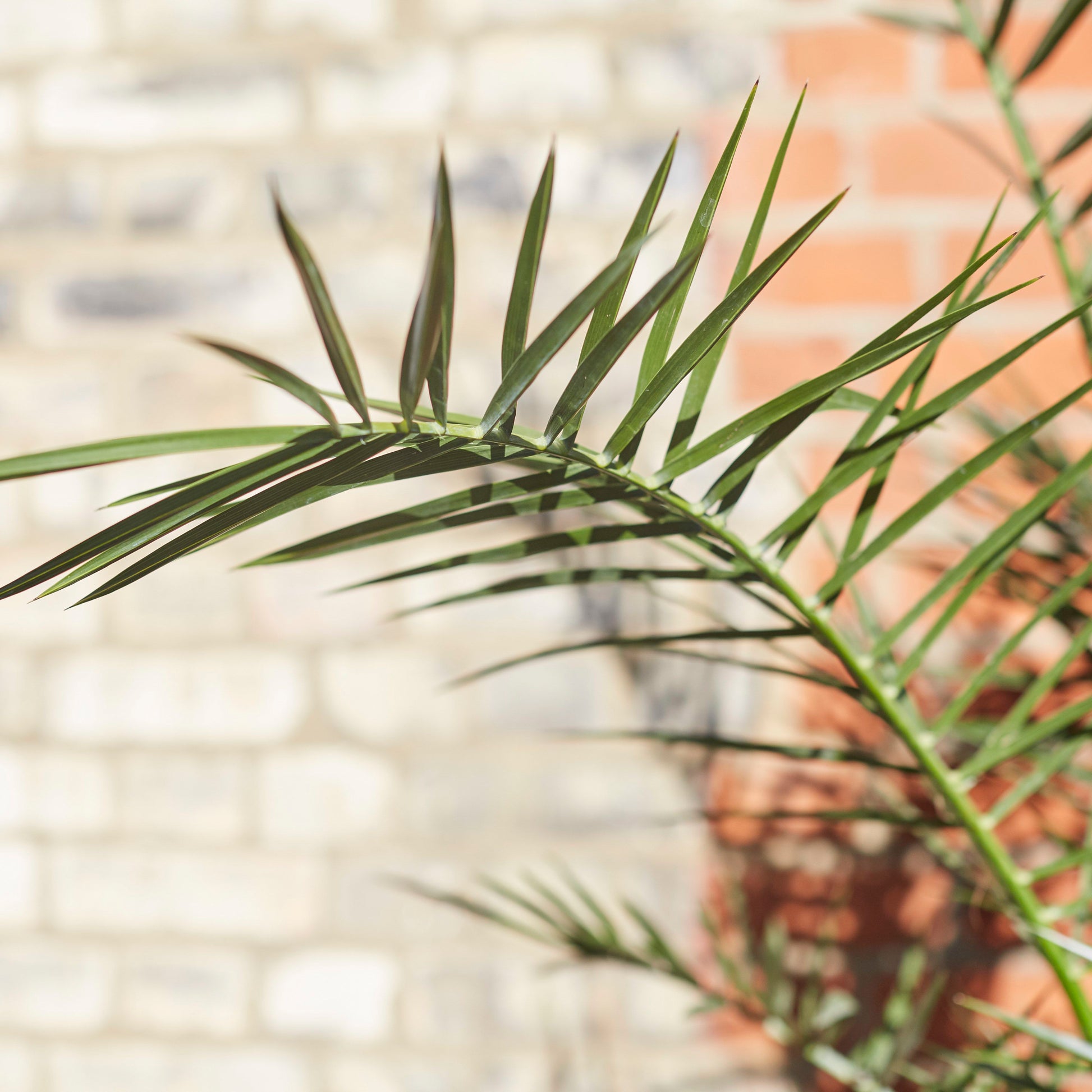 Canary Island date palm