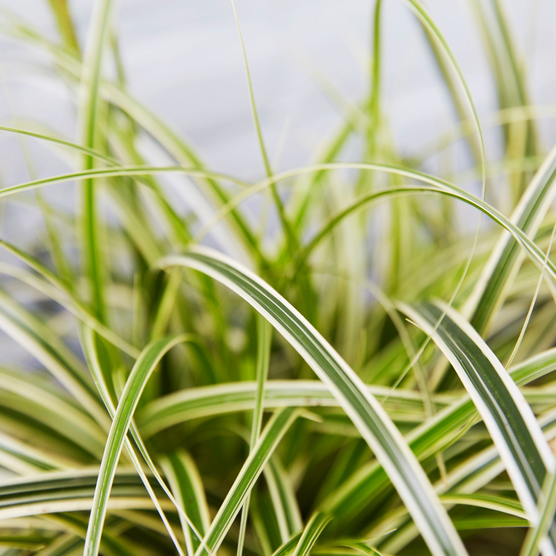 Carex brunnea