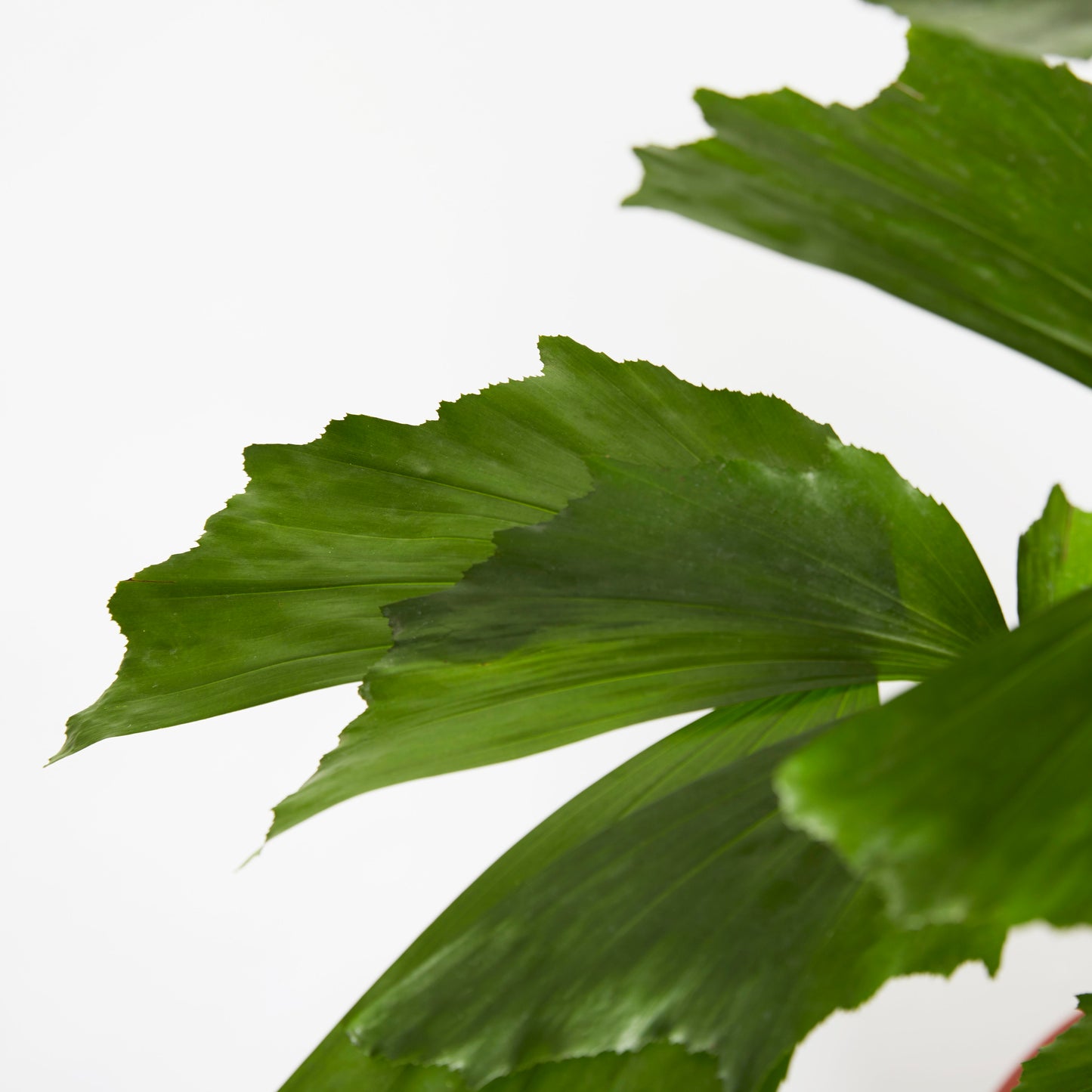 Caryota Mitis