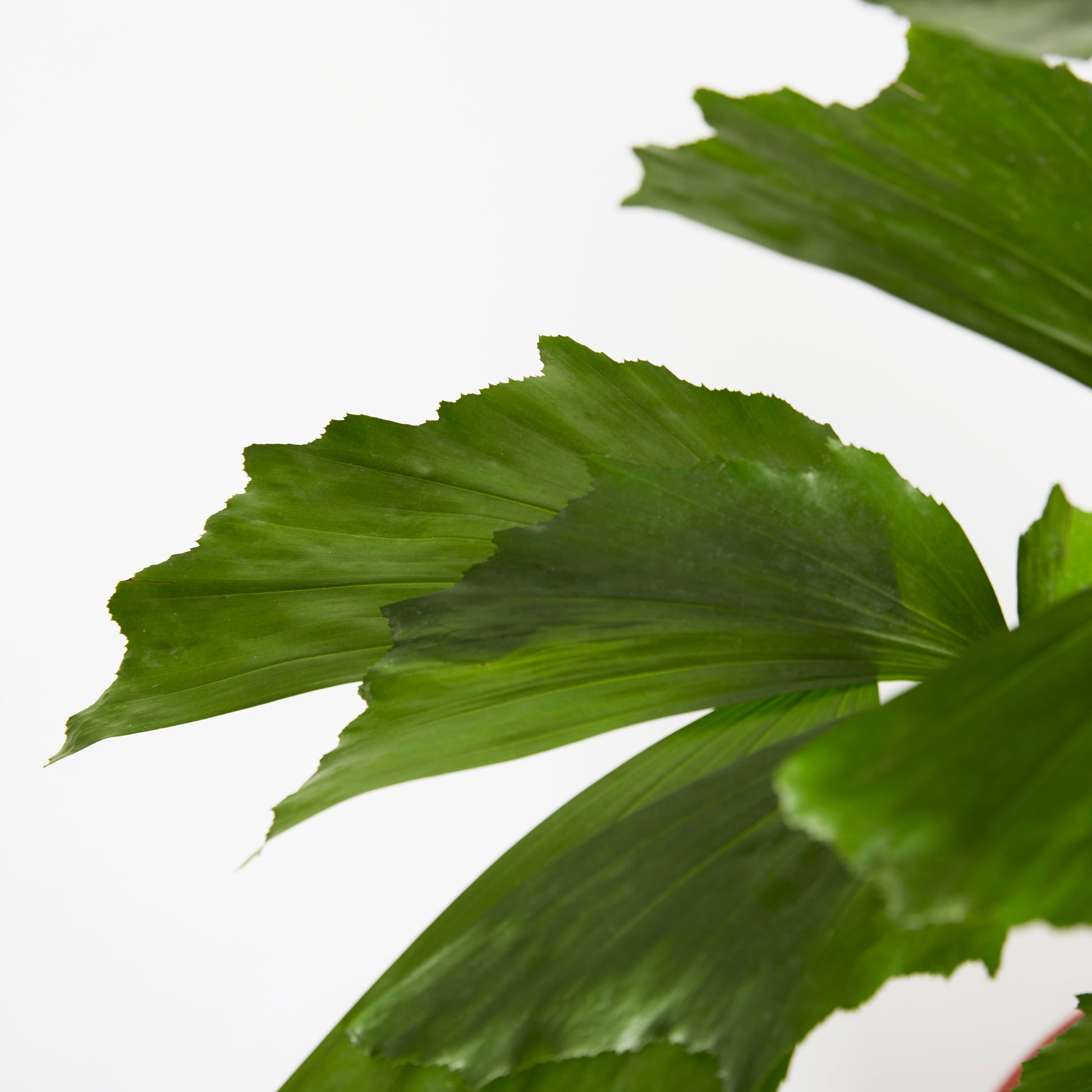 Caryota Mitis