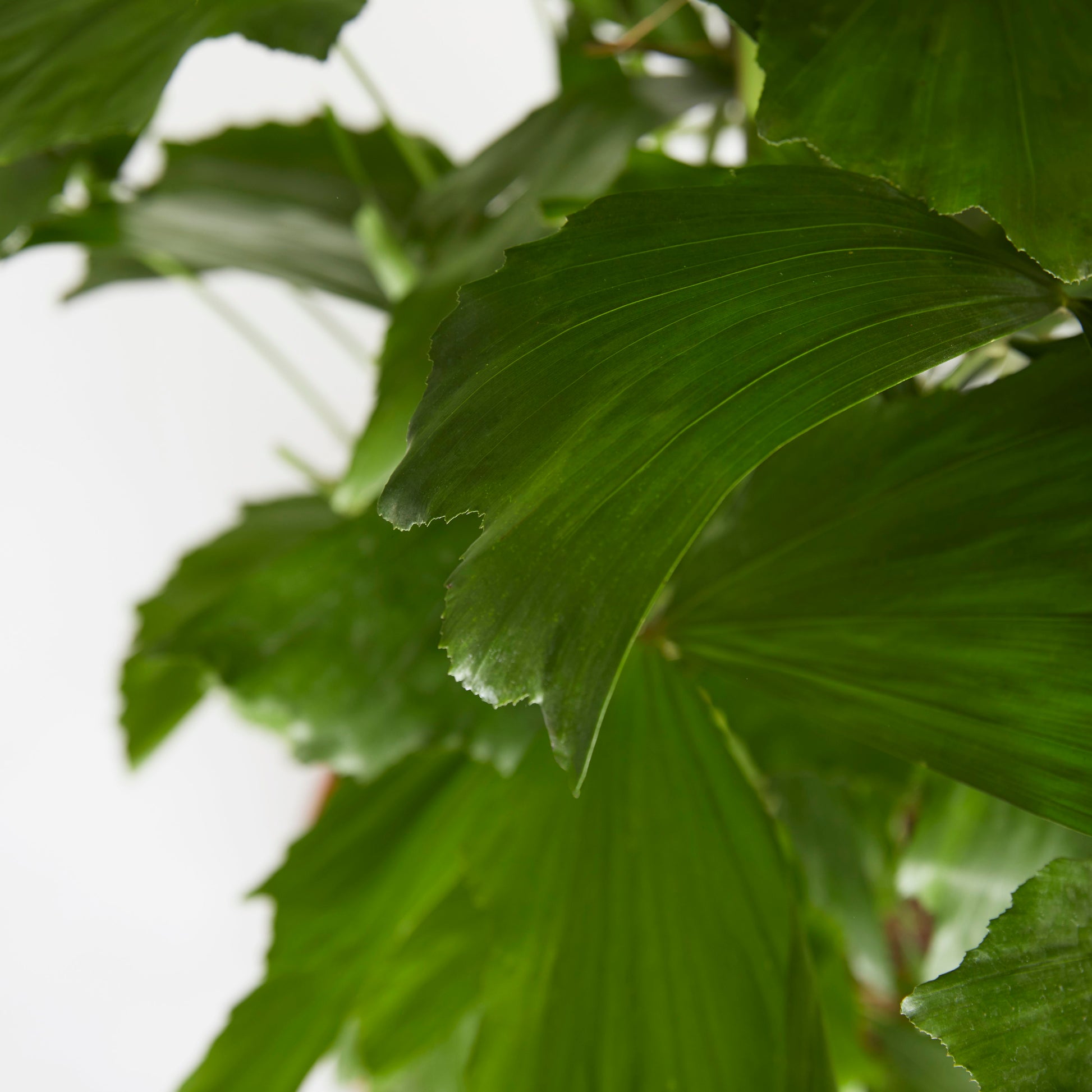 Caryota Mitis