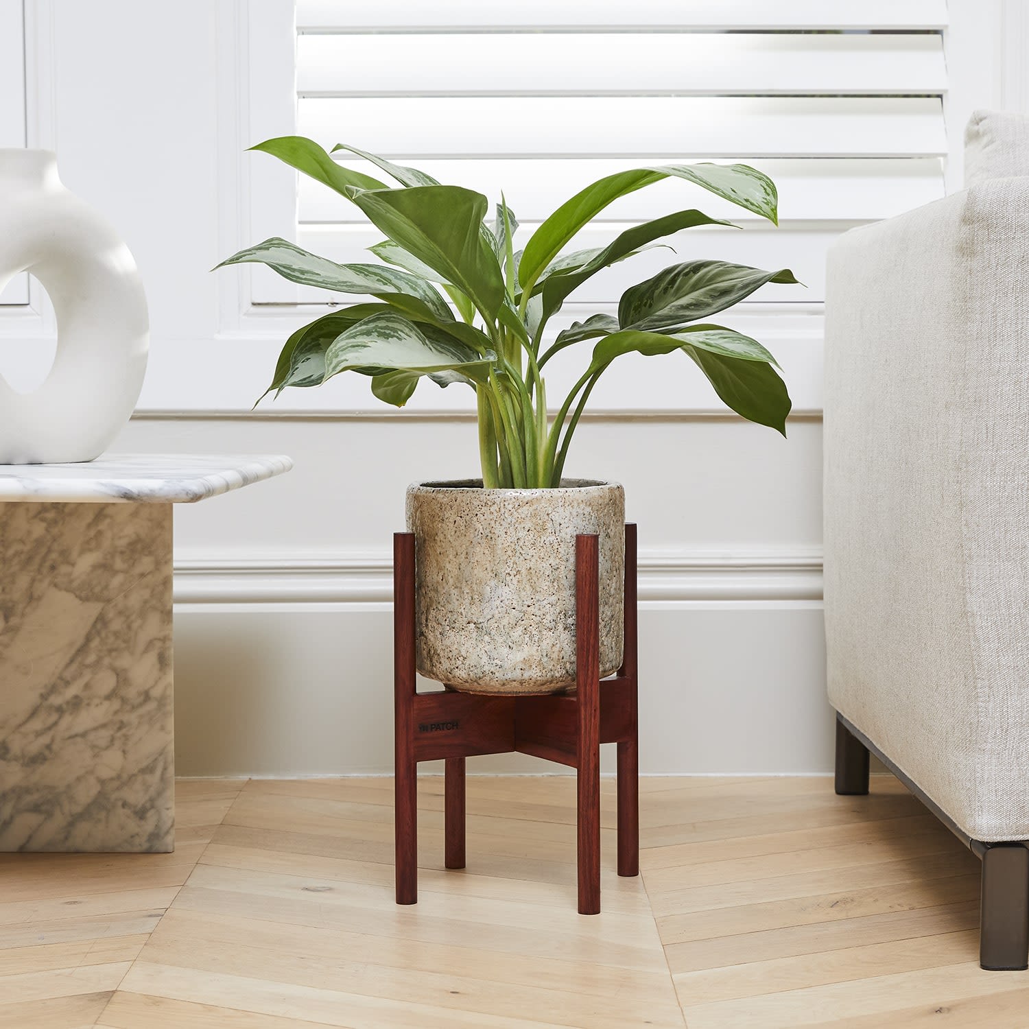 Aglaonema 'Silver Bay'