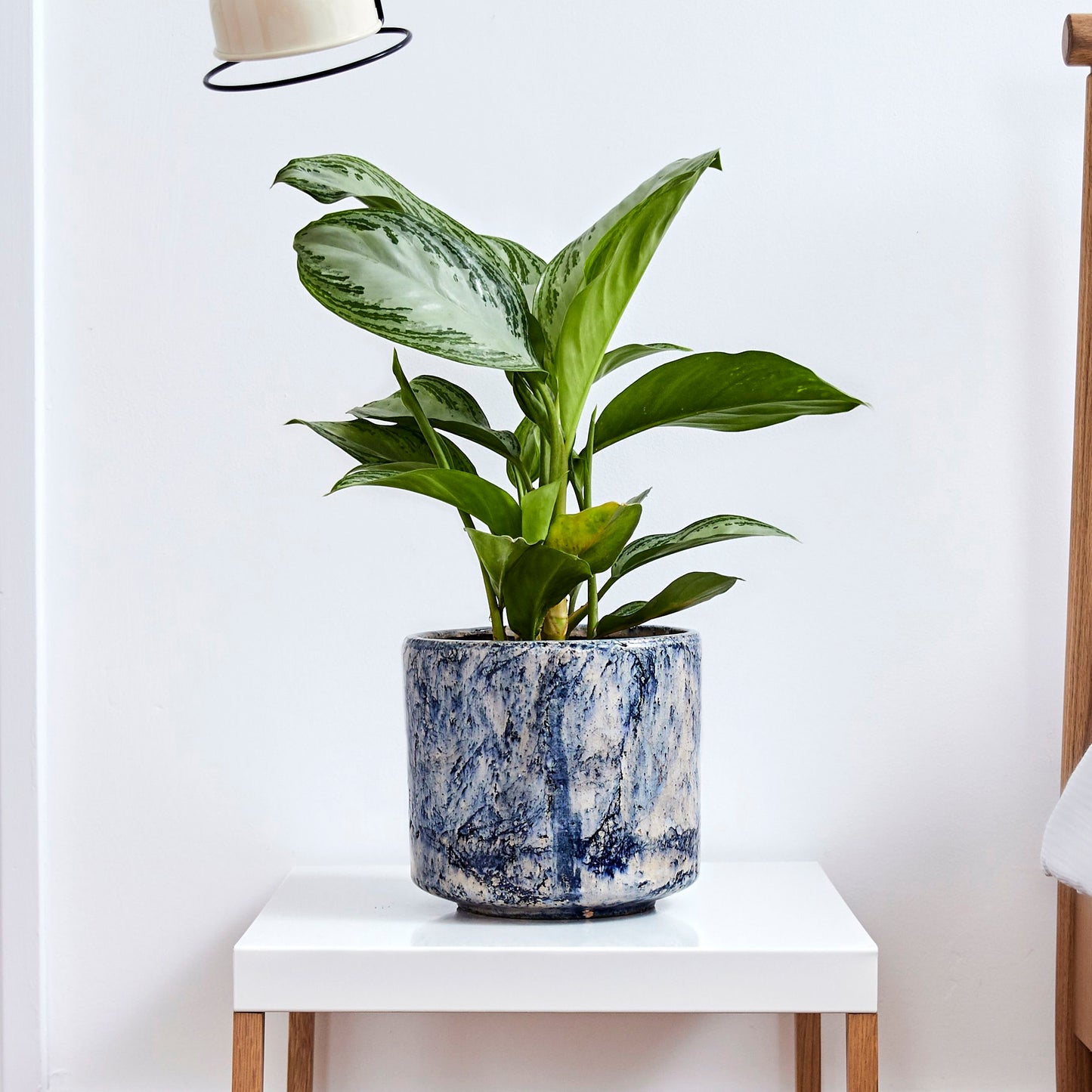 Aglaonema 'Silver Bay'