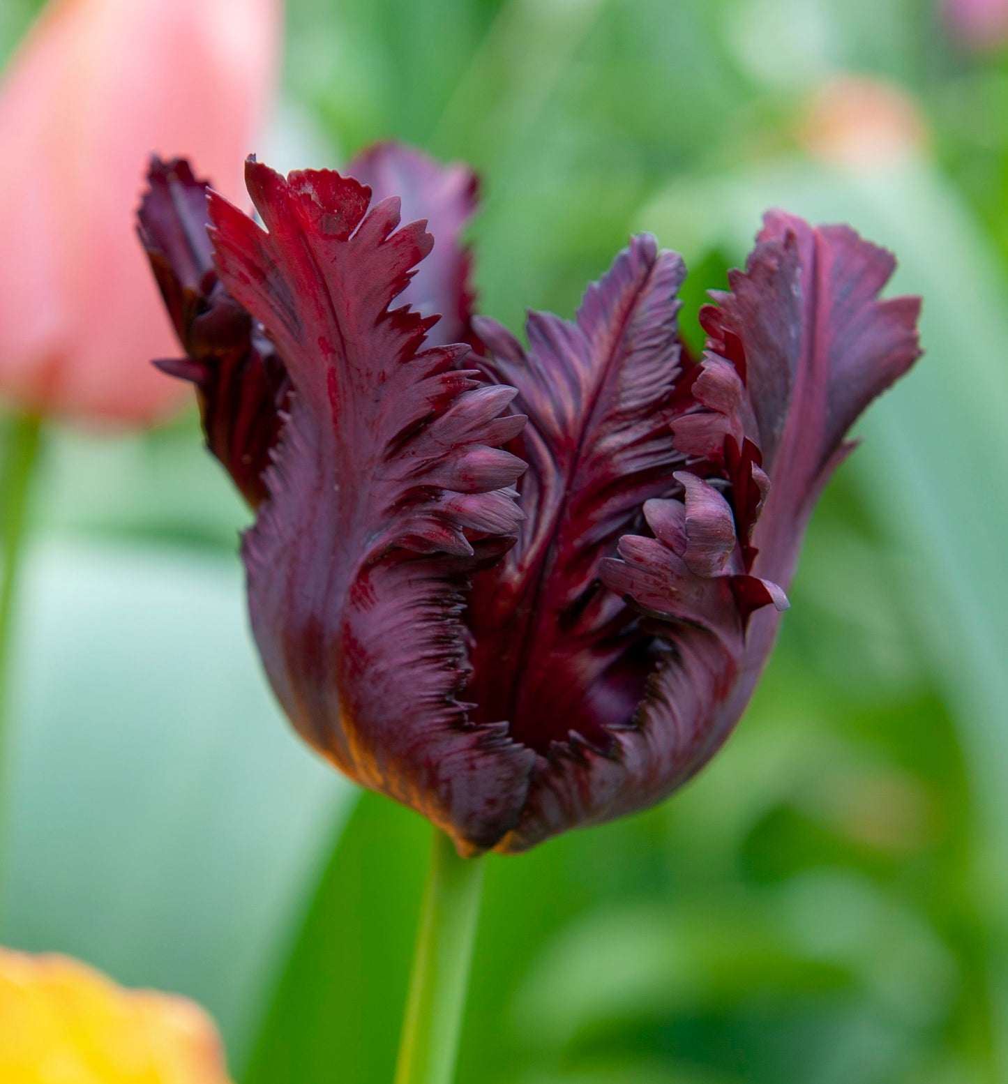 Dark Tulip spring bulbs