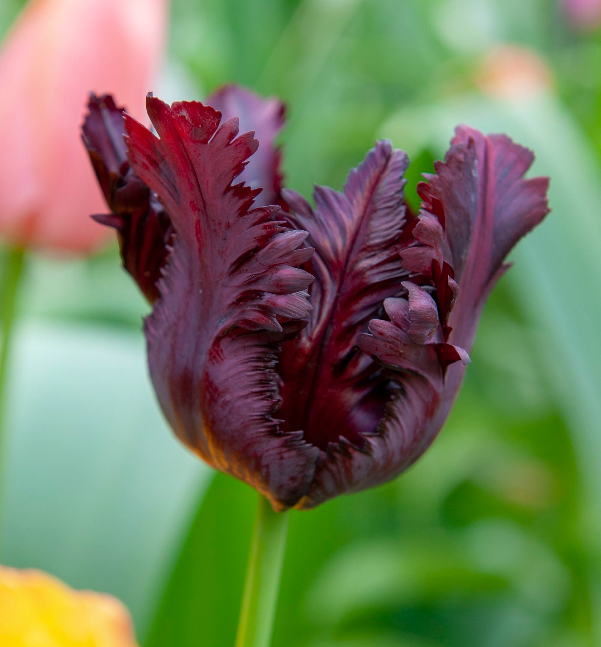 Dark Tulip spring bulbs