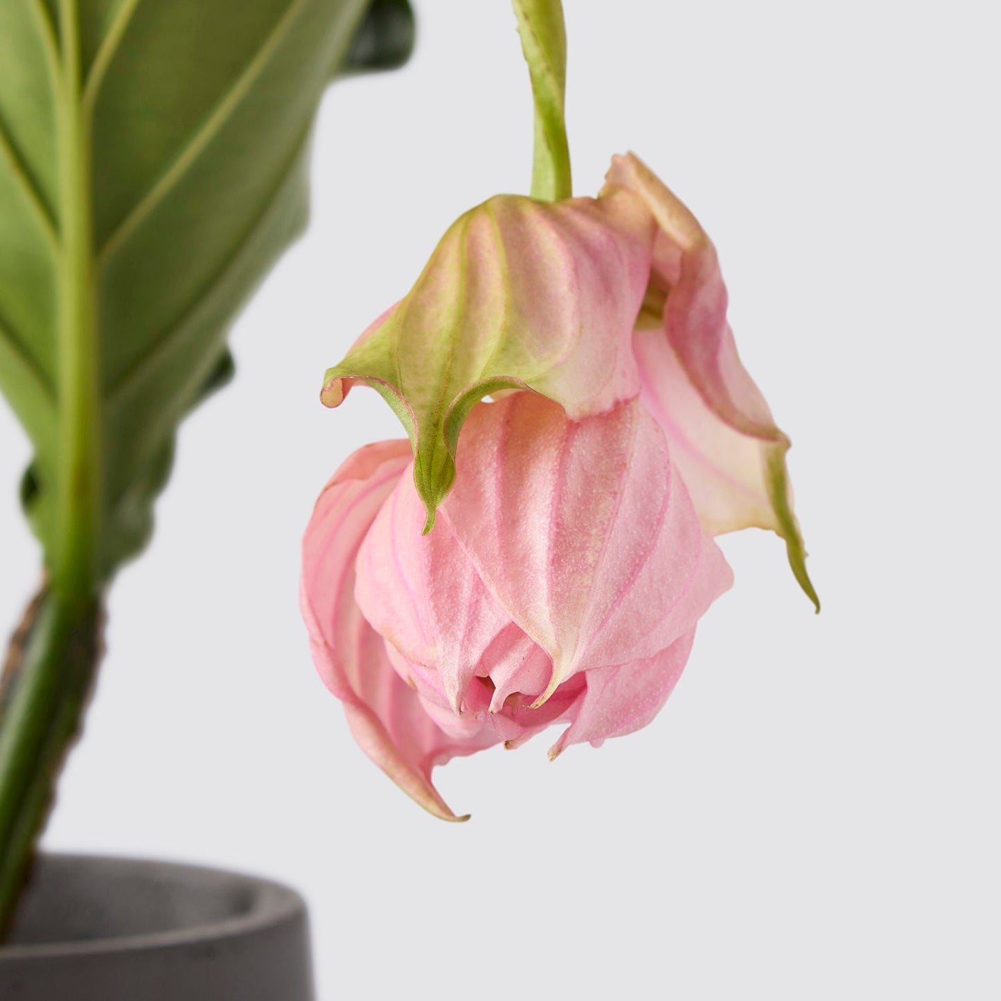 Medinilla Magnifica