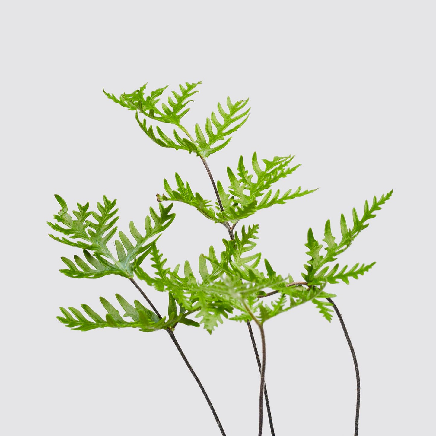 Doryopteris Cordata