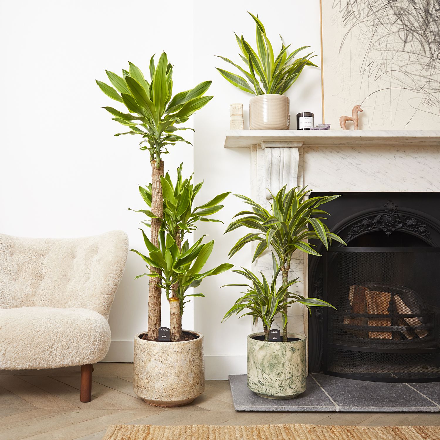 Dracaena fragrans